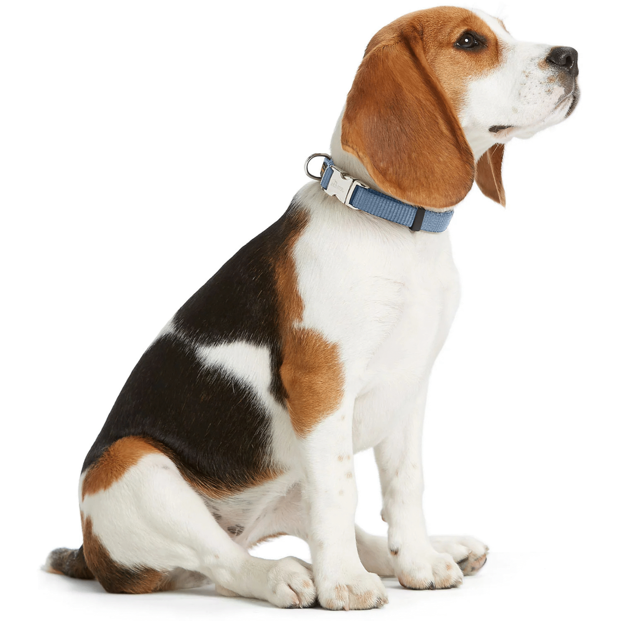 Coleira para Cão Alu-Forte Azul