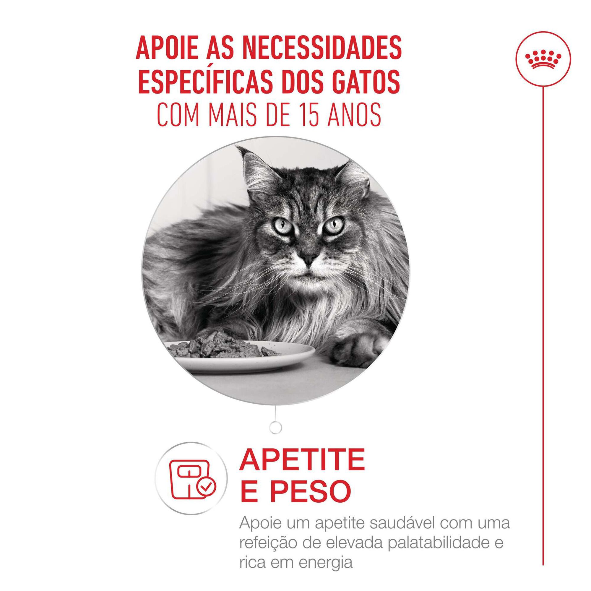 Pack Comida Húmida para Gato Sénior Ageing+15 em Molho