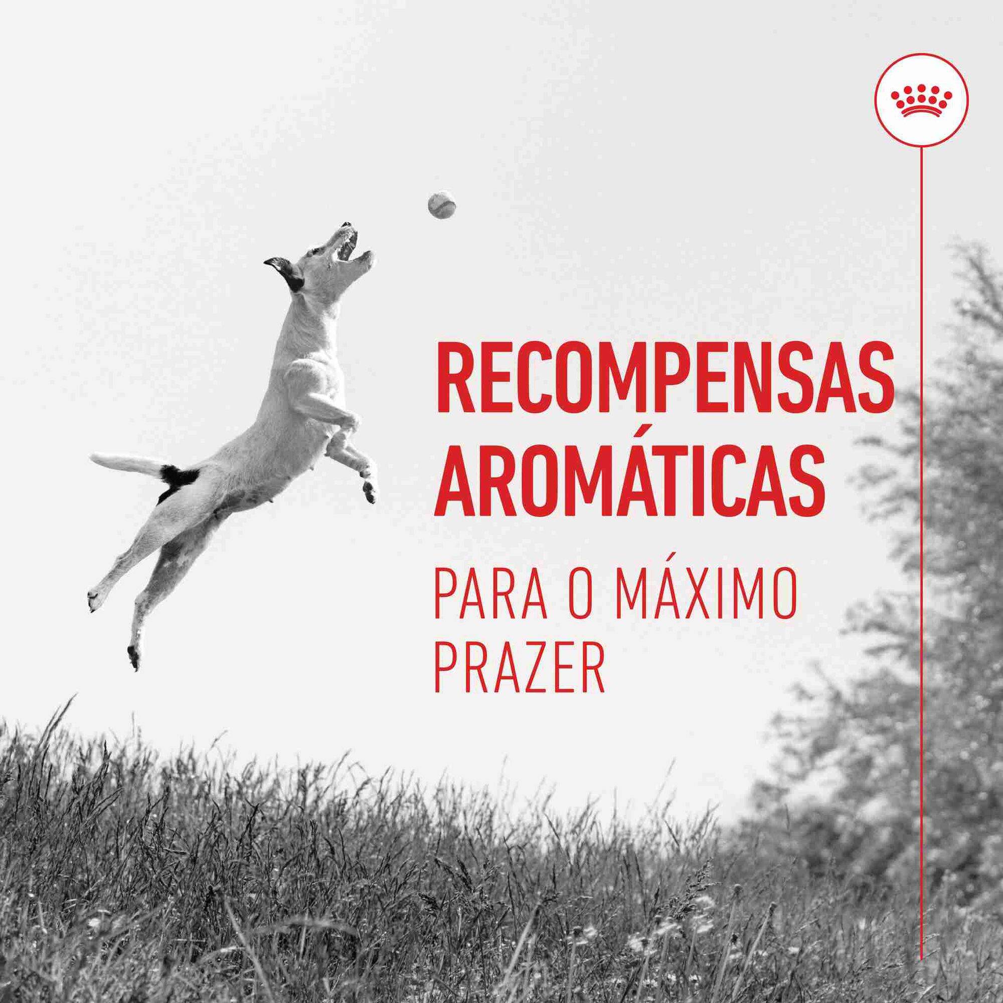 Snack para Cão Training Treats