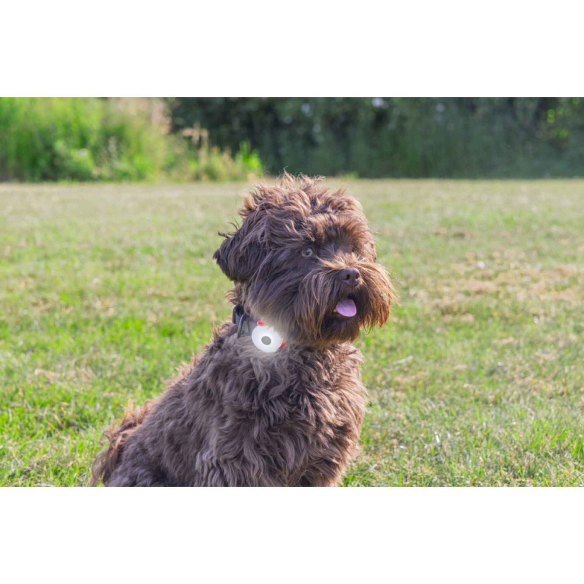 Luz para Coleira Silicone Safety Sortida Luz para Coleira Silicone Safety Sortida