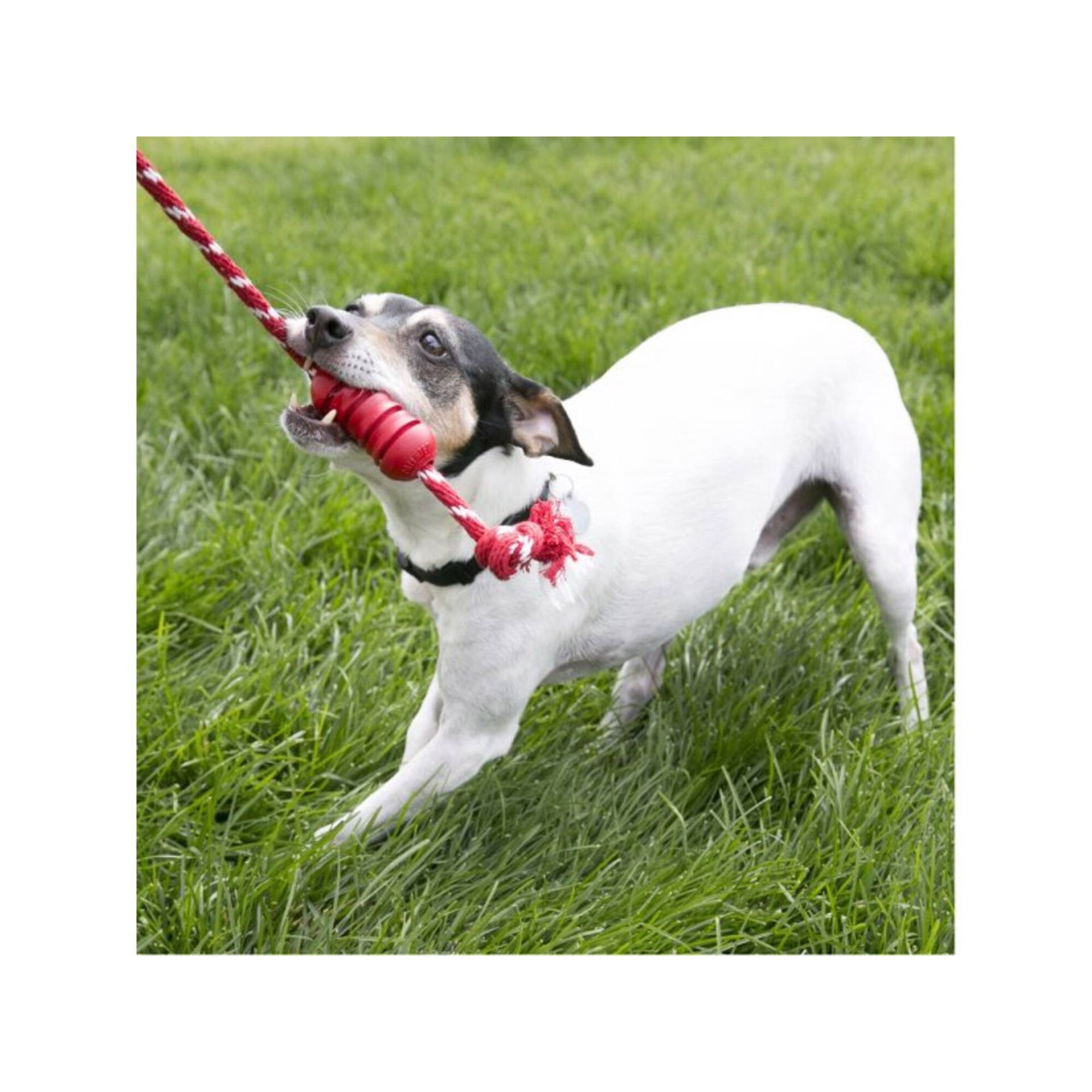 Brinquedo para Cão Dental com Corda S