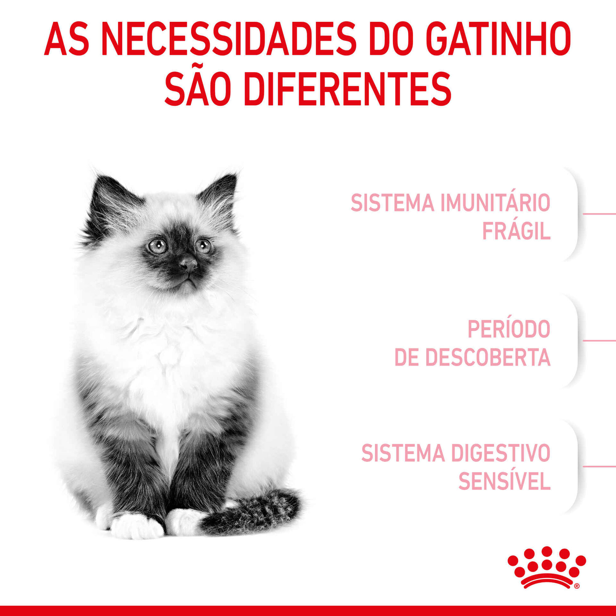 Ração para Gato Júnior