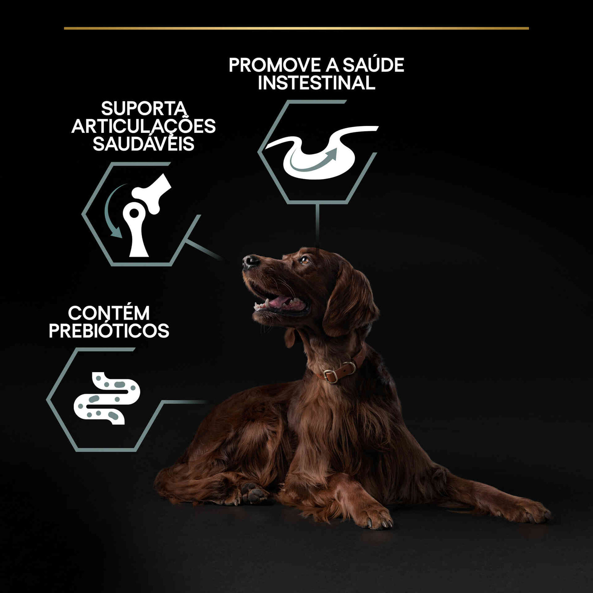 Ração para Cão Adulto Maxi Athletic Sensitive Digestion Borrego