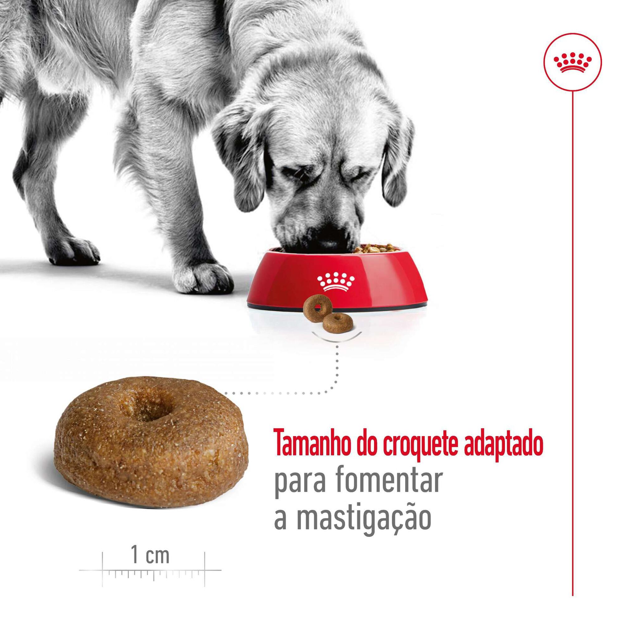 Ração para Cão Adulto Maxi Ageing 8+