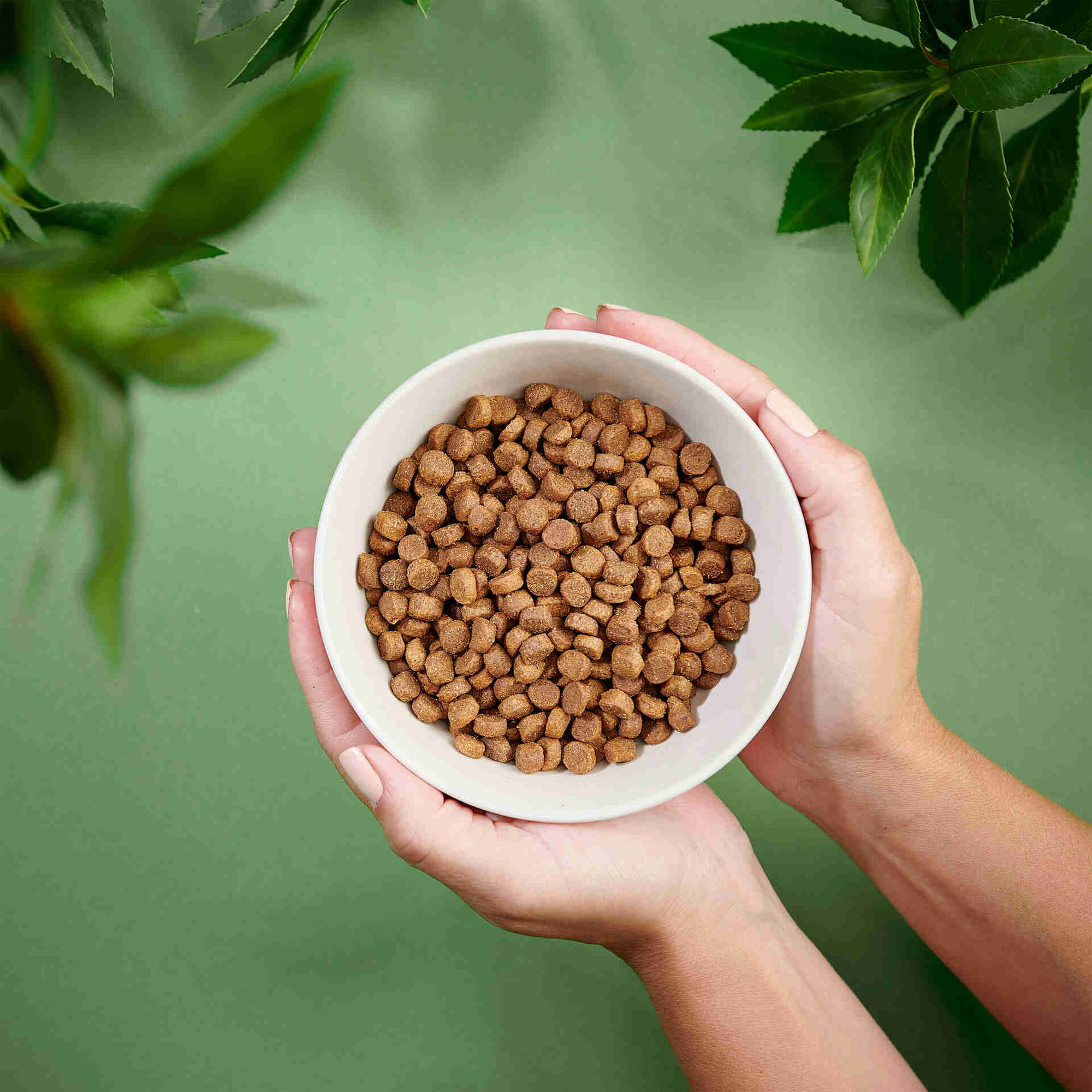 Ra&ccedil;&atilde;o para C&atilde;o J&uacute;nior Frango Purenatural