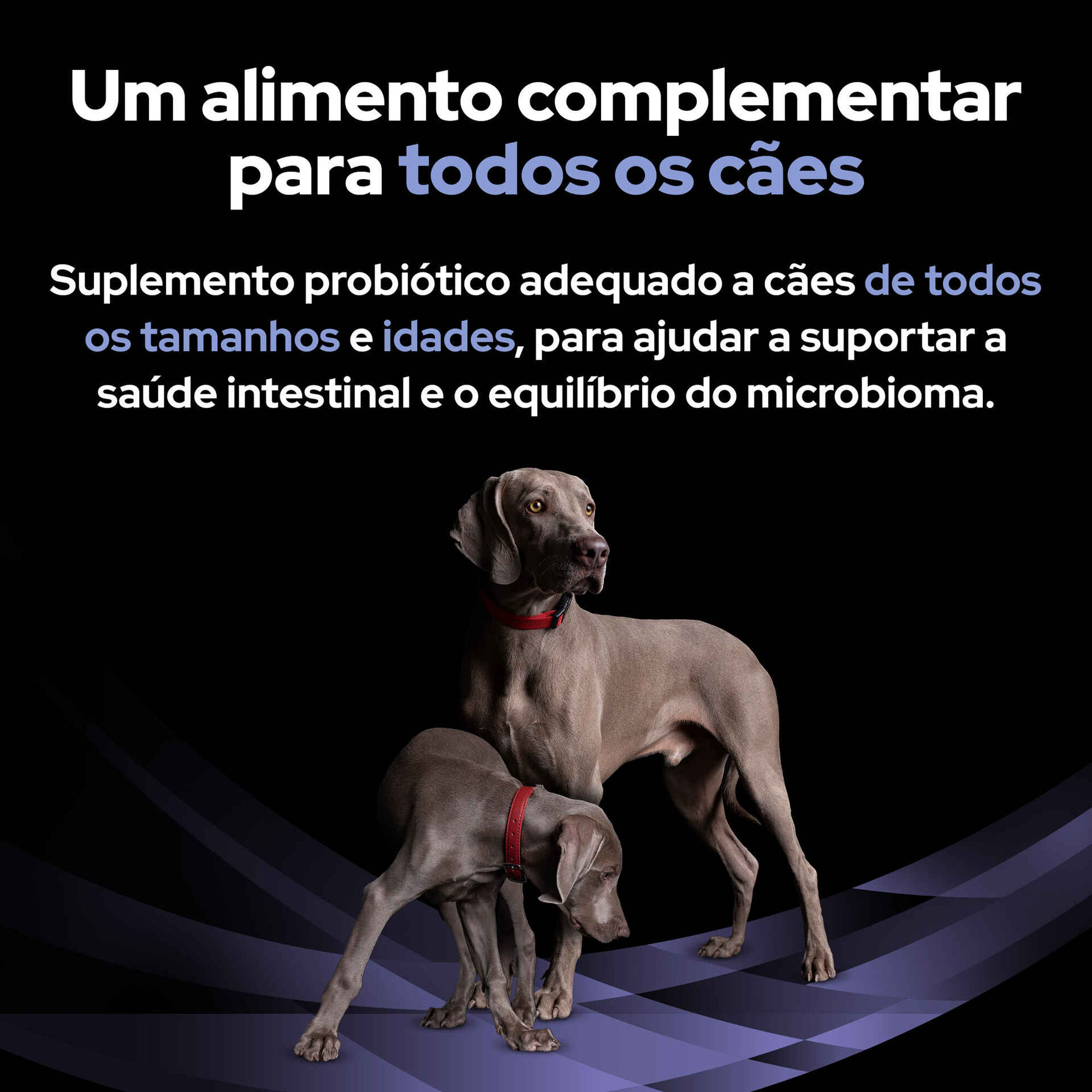 Suplemento Fortiflora para Cão Suplemento Fortiflora para Cão