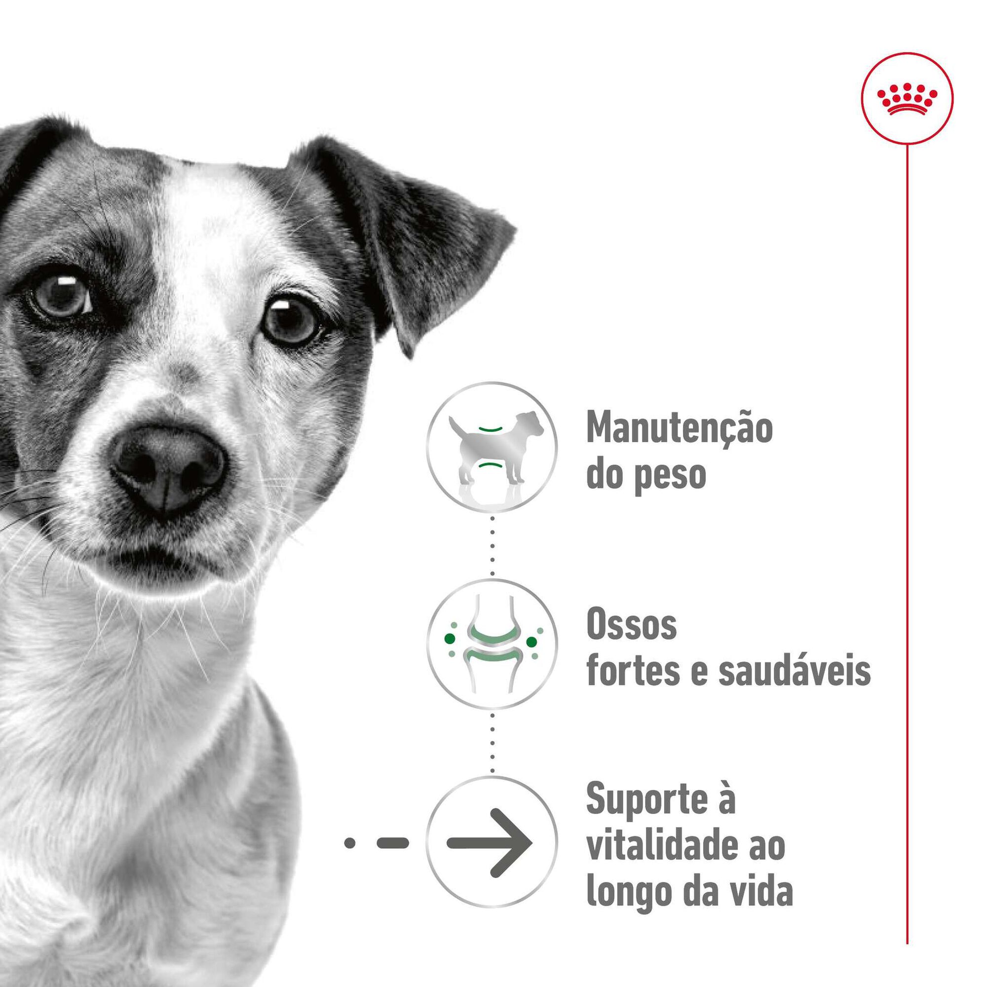 Ração para Cão Sénior Mini Ageing 12+ Ração para Cão Sénior Mini Ageing 12+