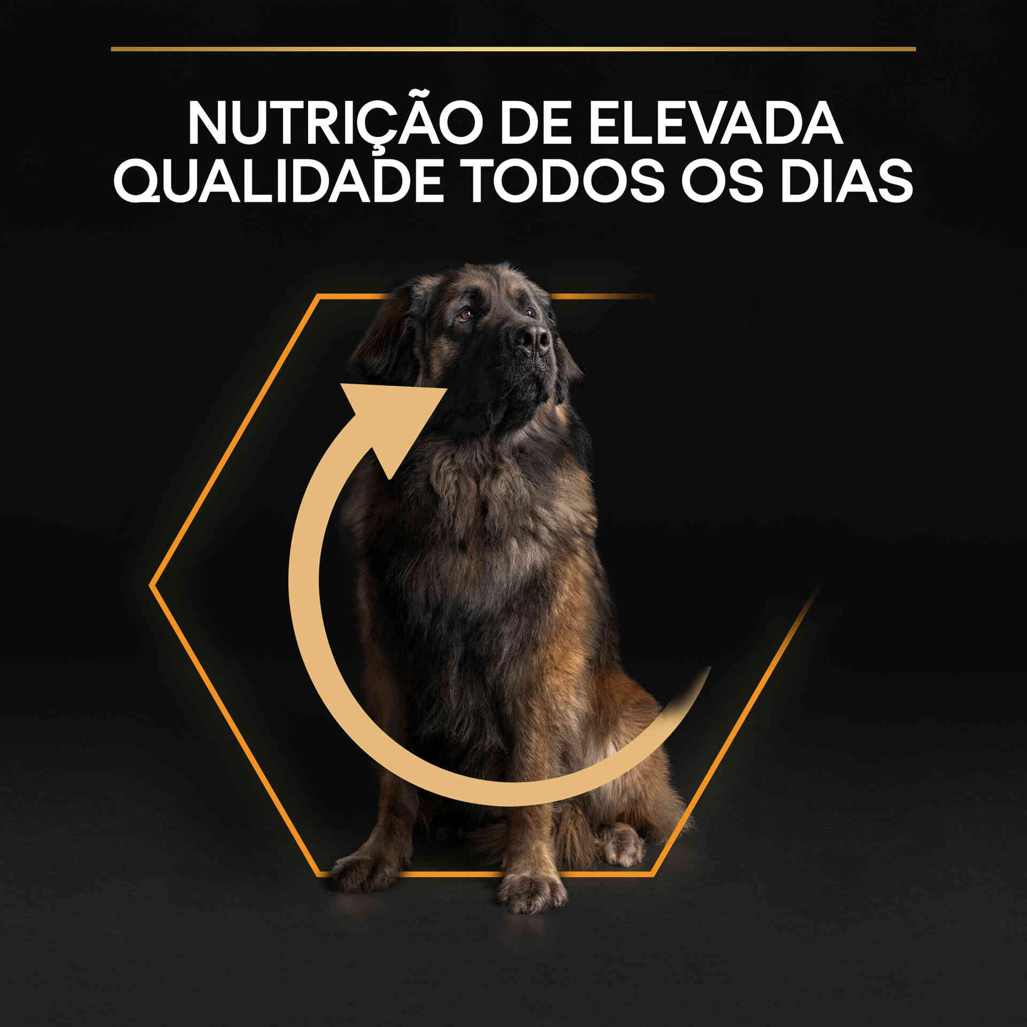 Ração para Cão Adulto Maxi Robust Everyday Nutrition Frango