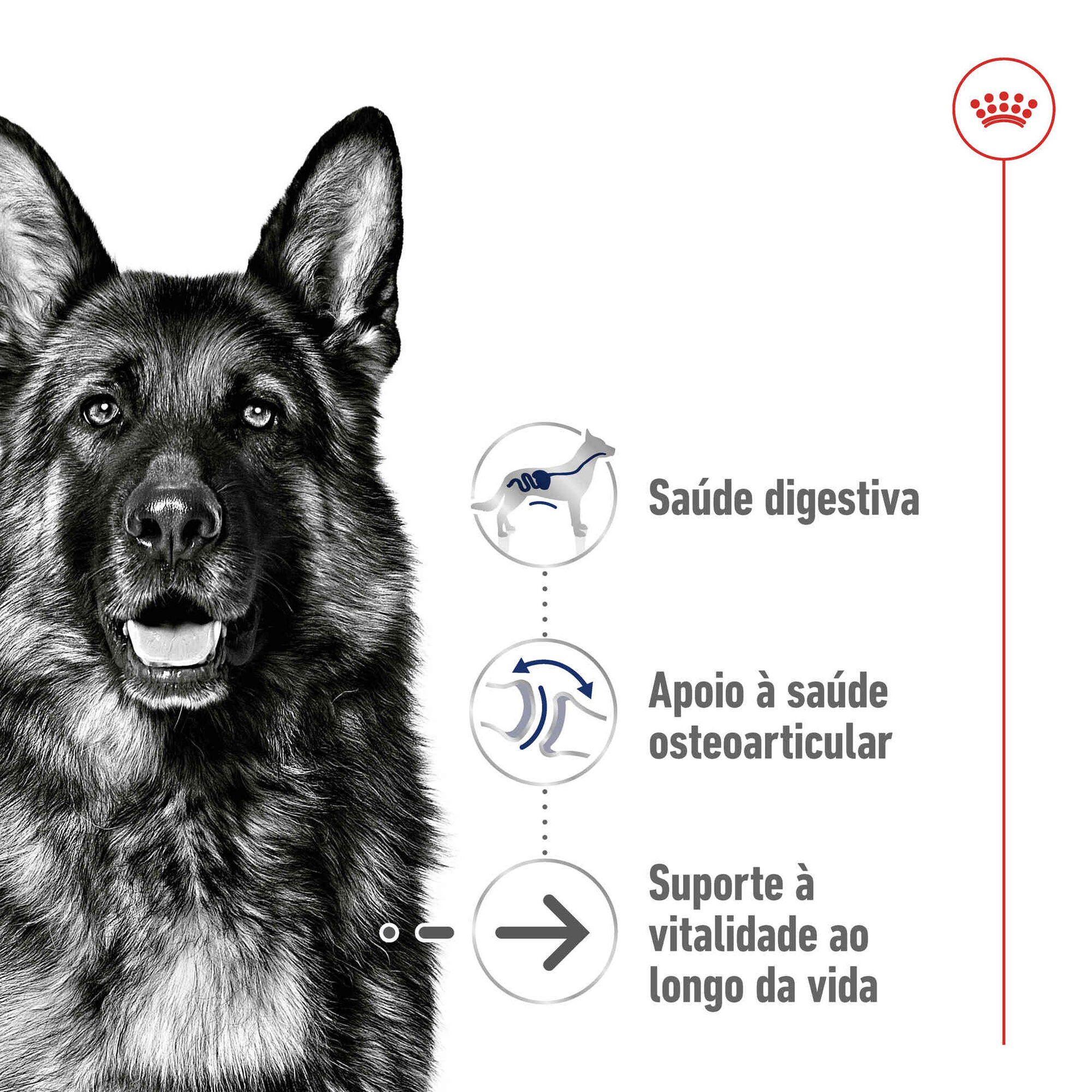 Ração para Cão Adulto Maxi Ageing 8+