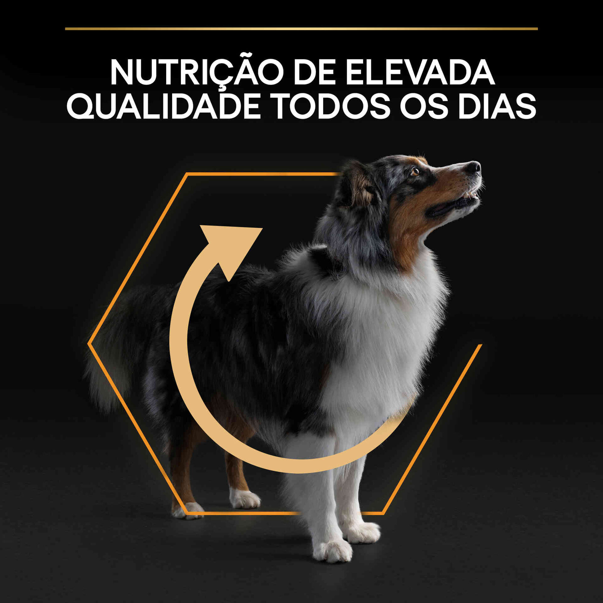 Ração para Cão Adulto Médio Everyday Nutrion Frango