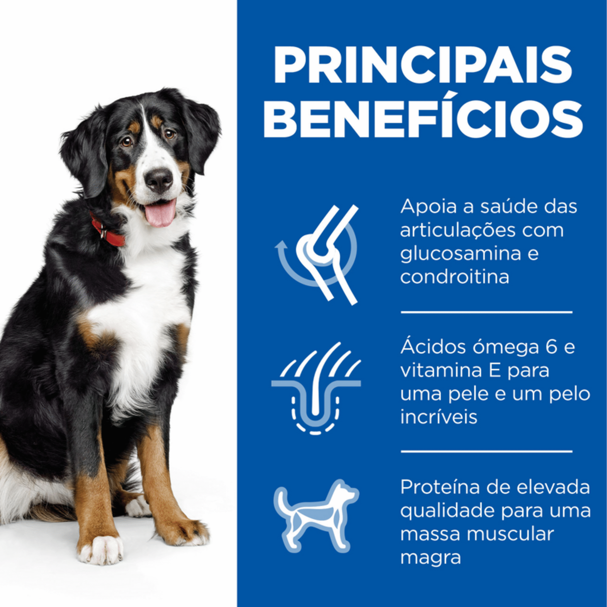 Ração para Cão Adulto Maxi Science Plan Frango