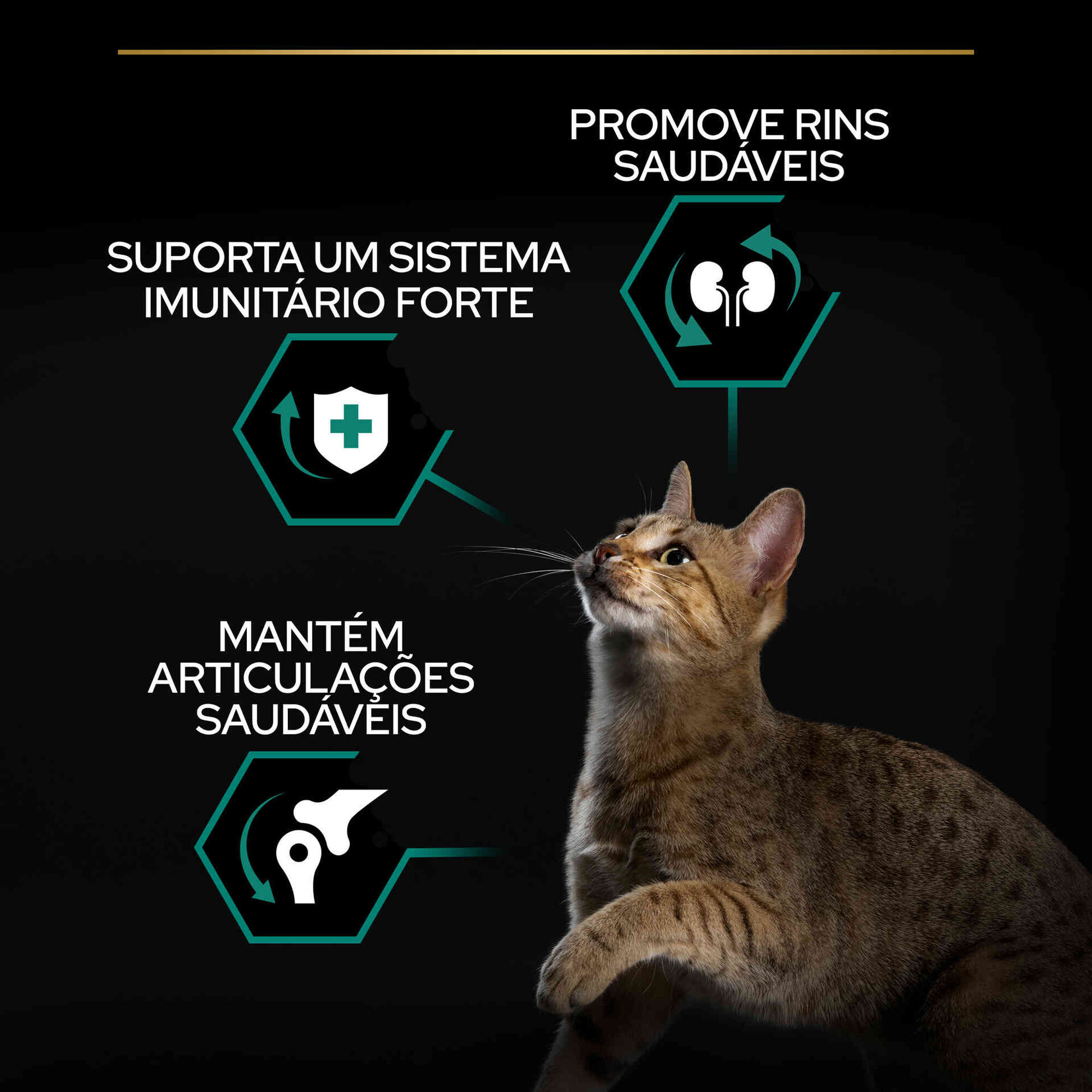 Ração para Gato Adulto Renal Plus Frango