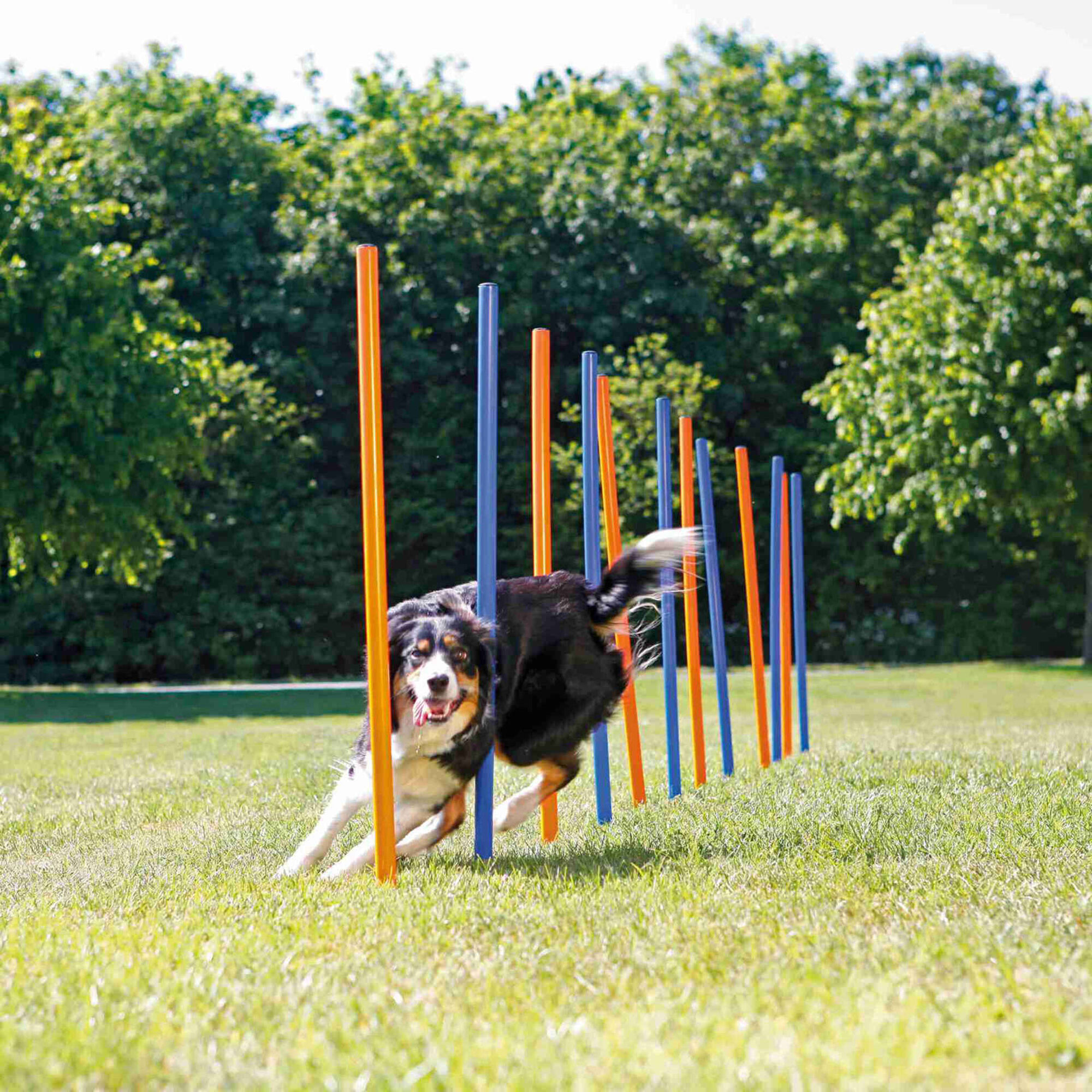 Postes Slalom Agility para Cão