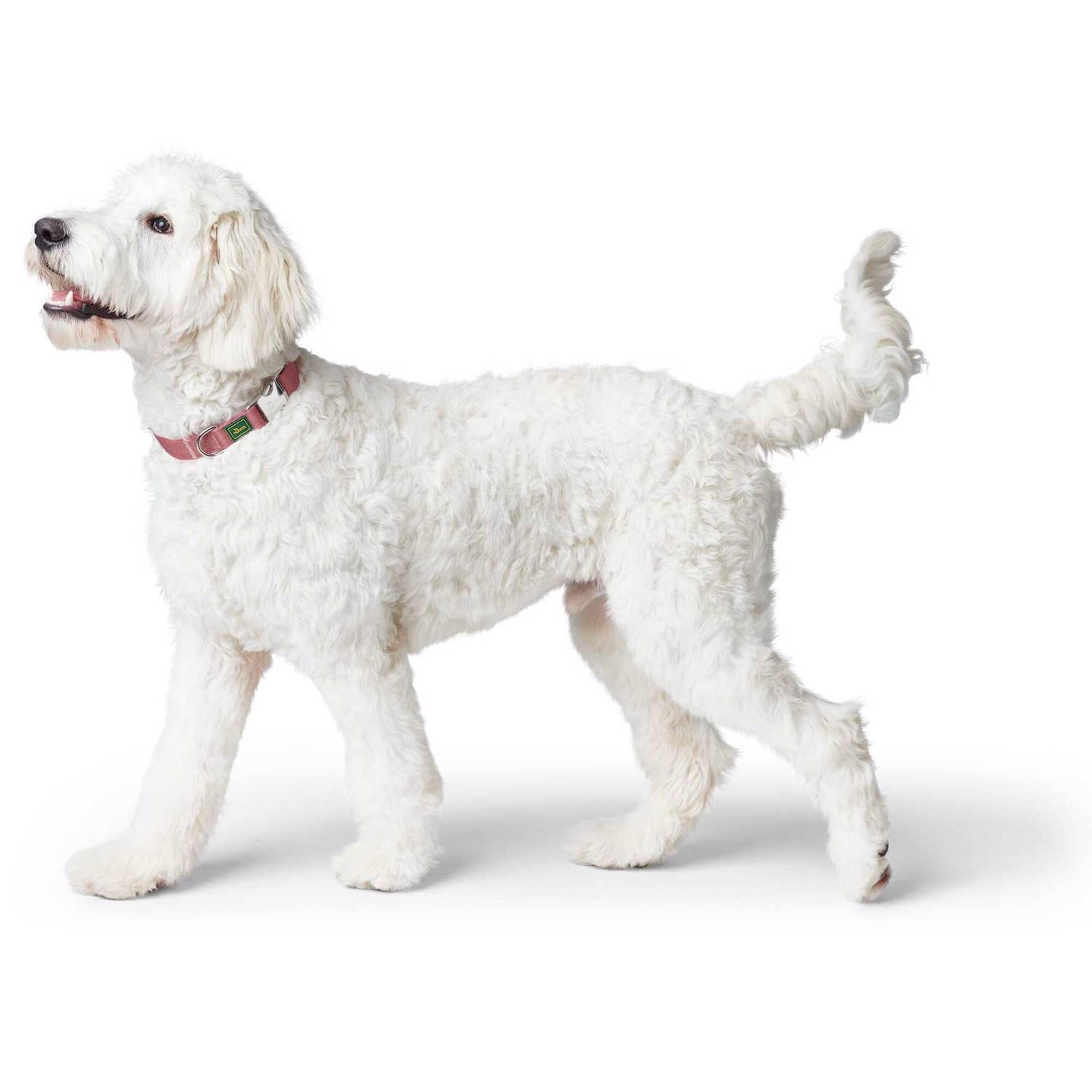 Coleira para Cão Inari Vermelho Pastel