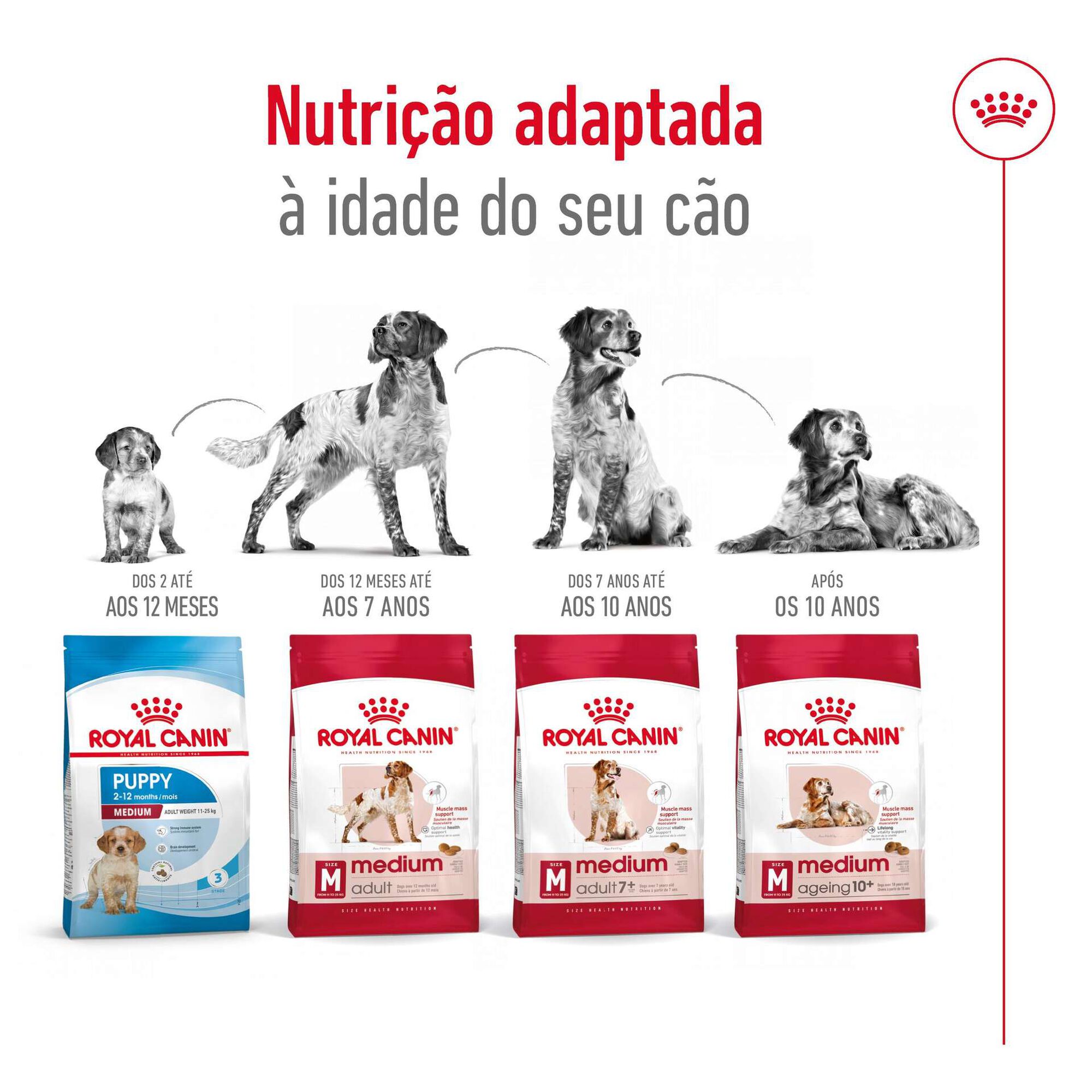 Ração para Cão Adulto Médio Ração para Cão Adulto Médio