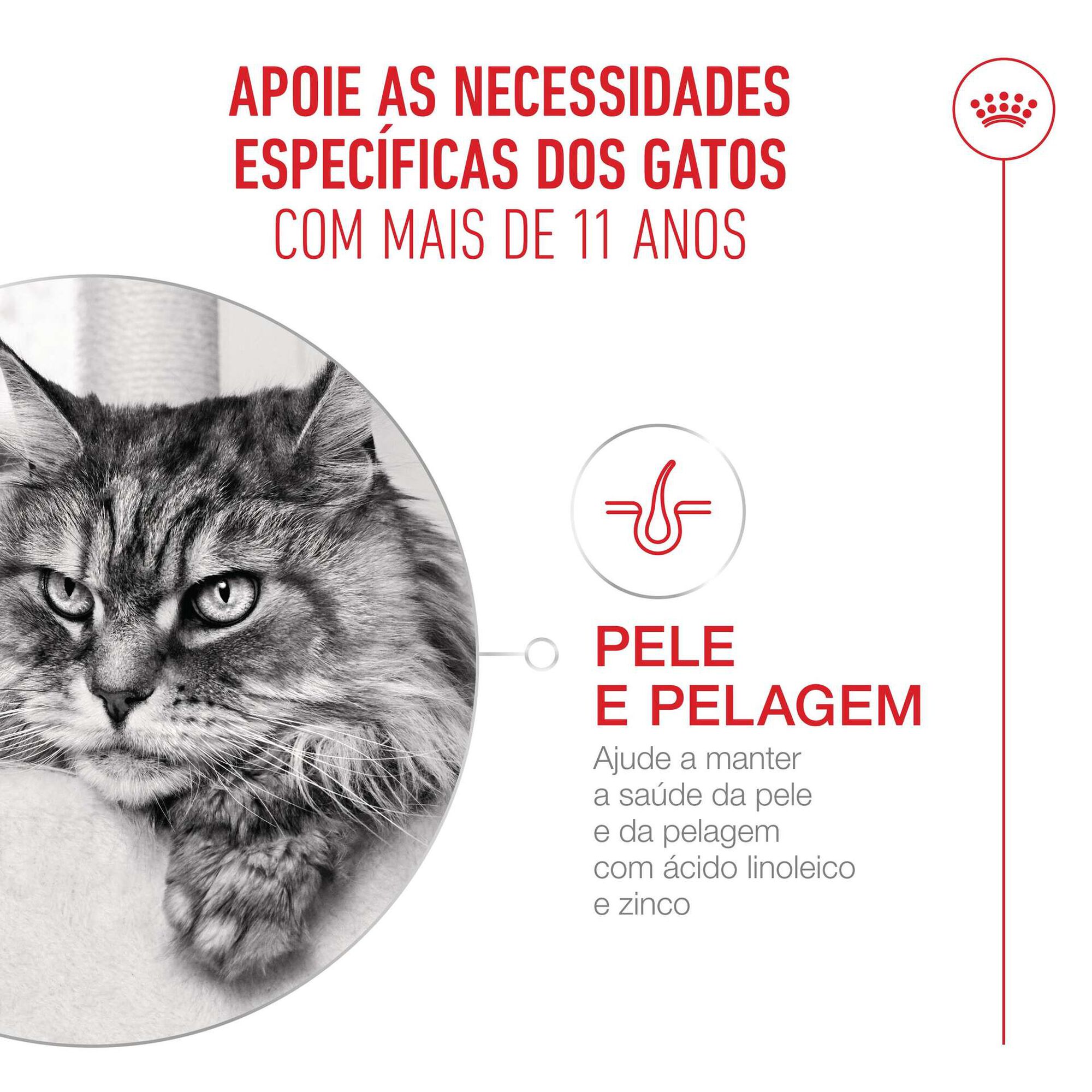 Ração para Gato Sénior Ageing+11