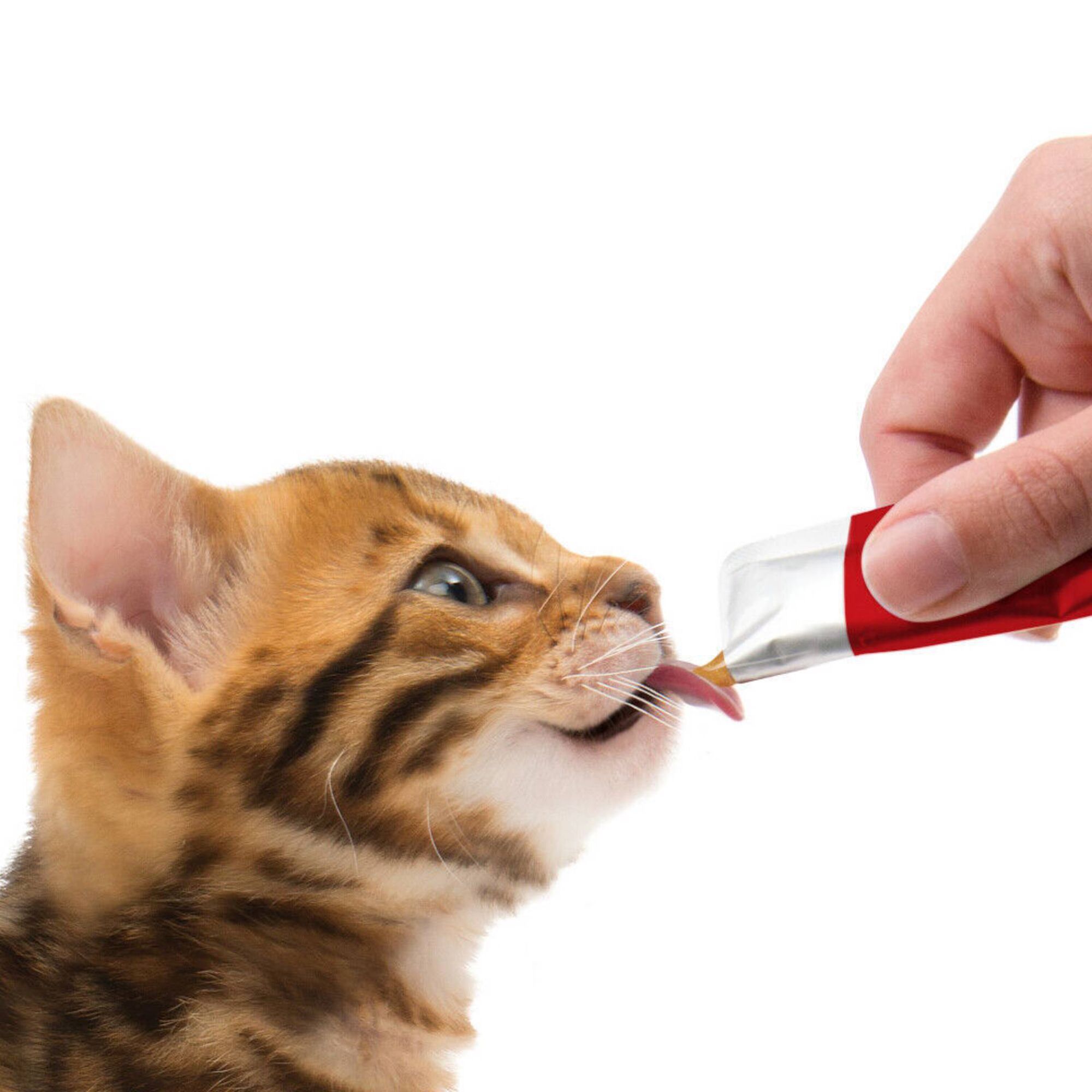 Puré para Gato Frango Creamy