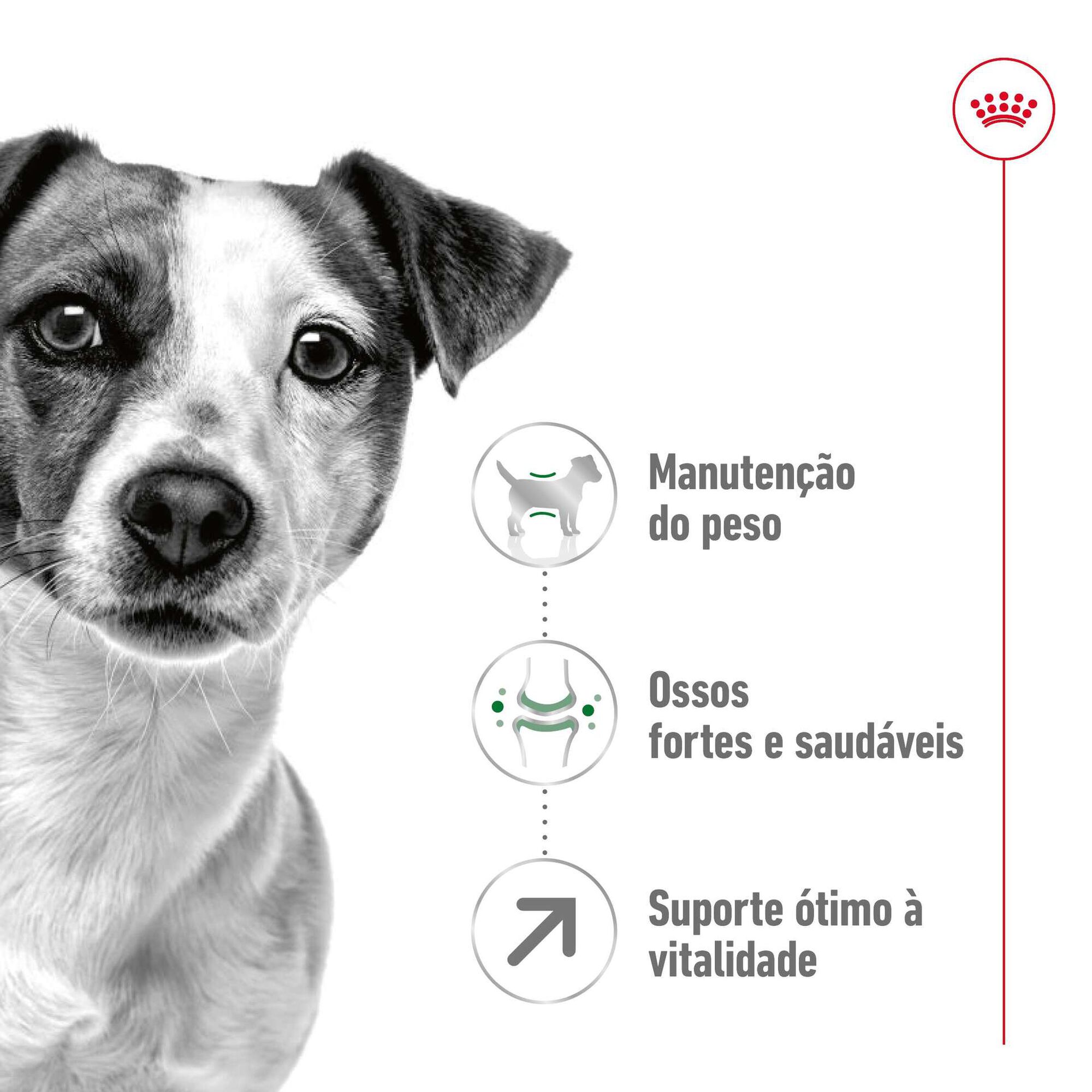 Ração para Cão Sénior Mini Ageing 8+