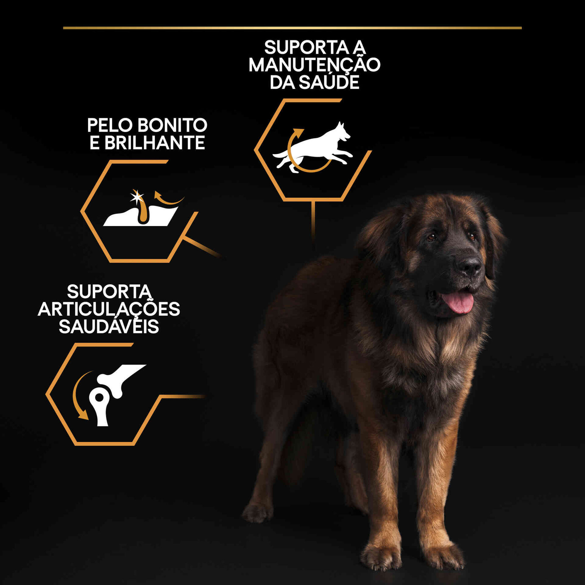 Ração para Cão Adulto Maxi Robust Everyday Nutrition Frango