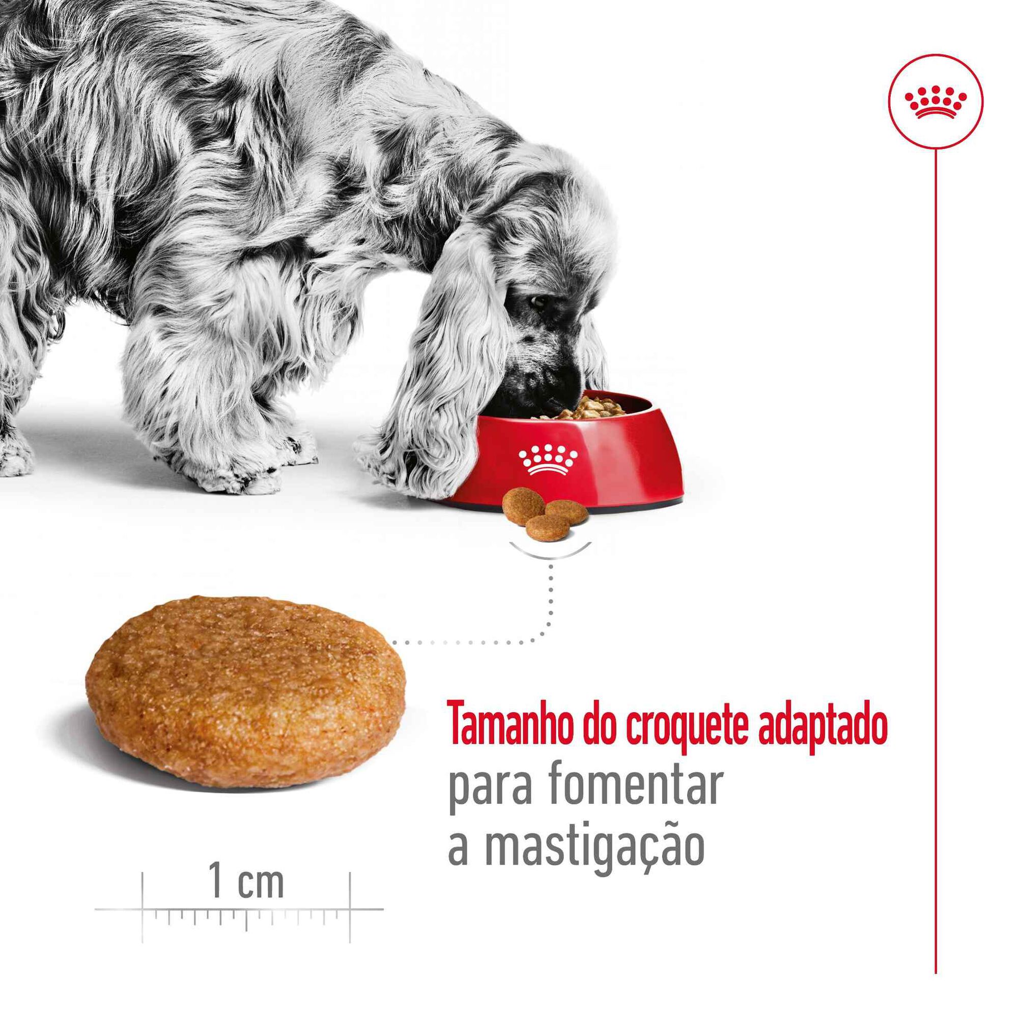 Ração para Cão Adulto Médio