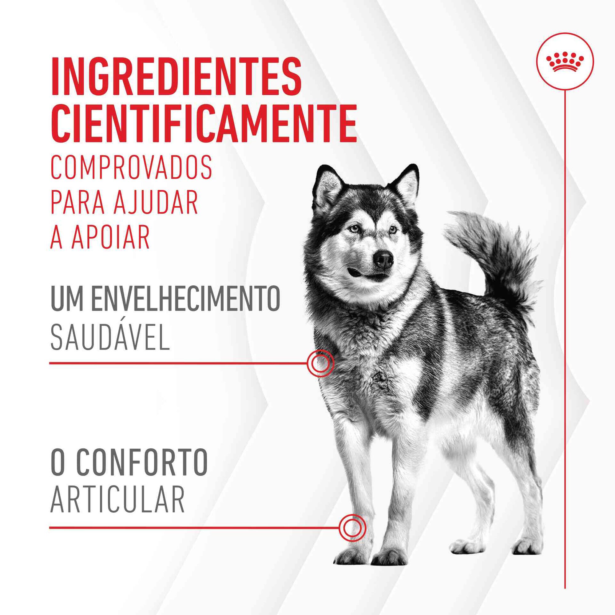 Suplemento Snack para Cão Adulto Joint&Ageing Chews
