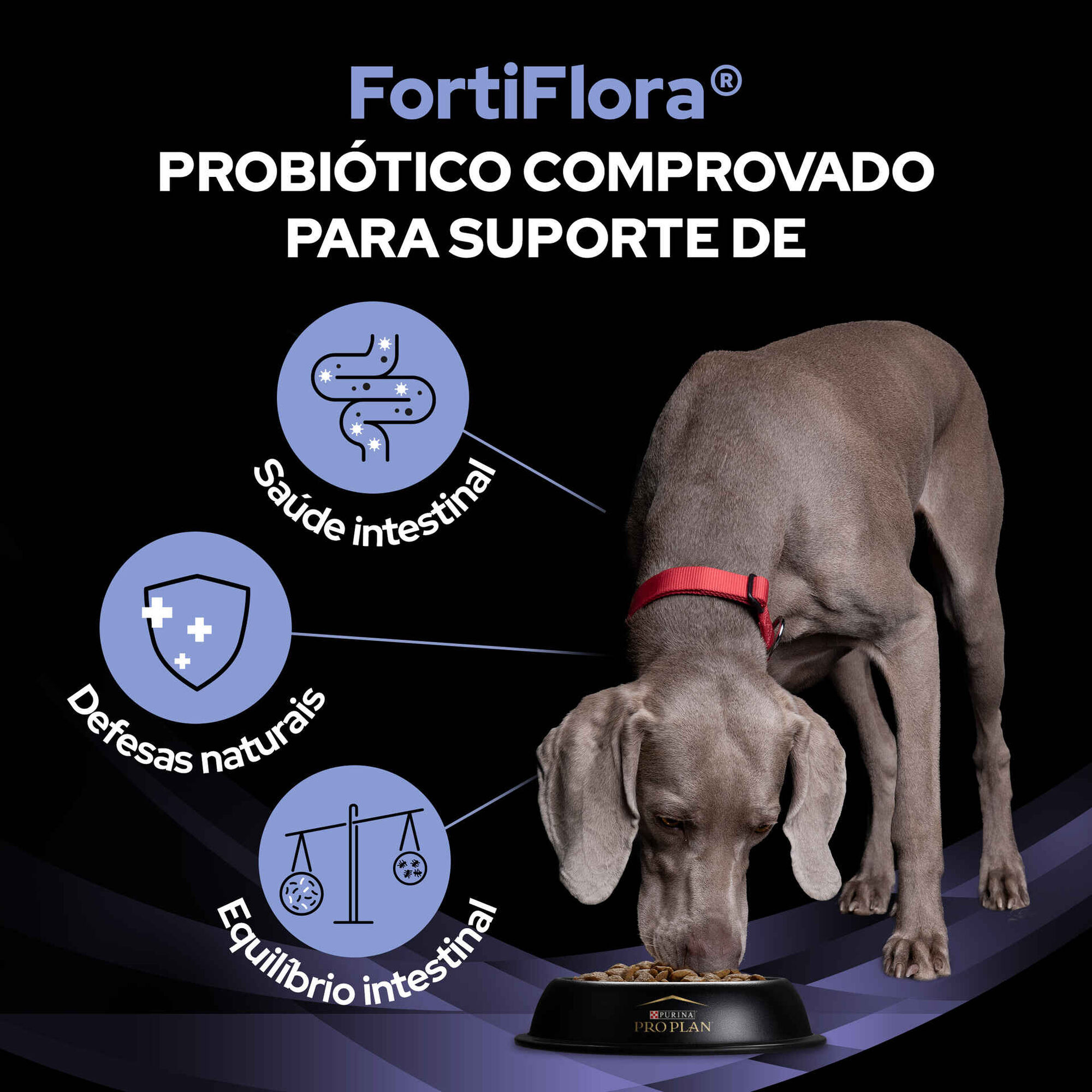 Suplemento Fortiflora para Cão Suplemento Fortiflora para Cão