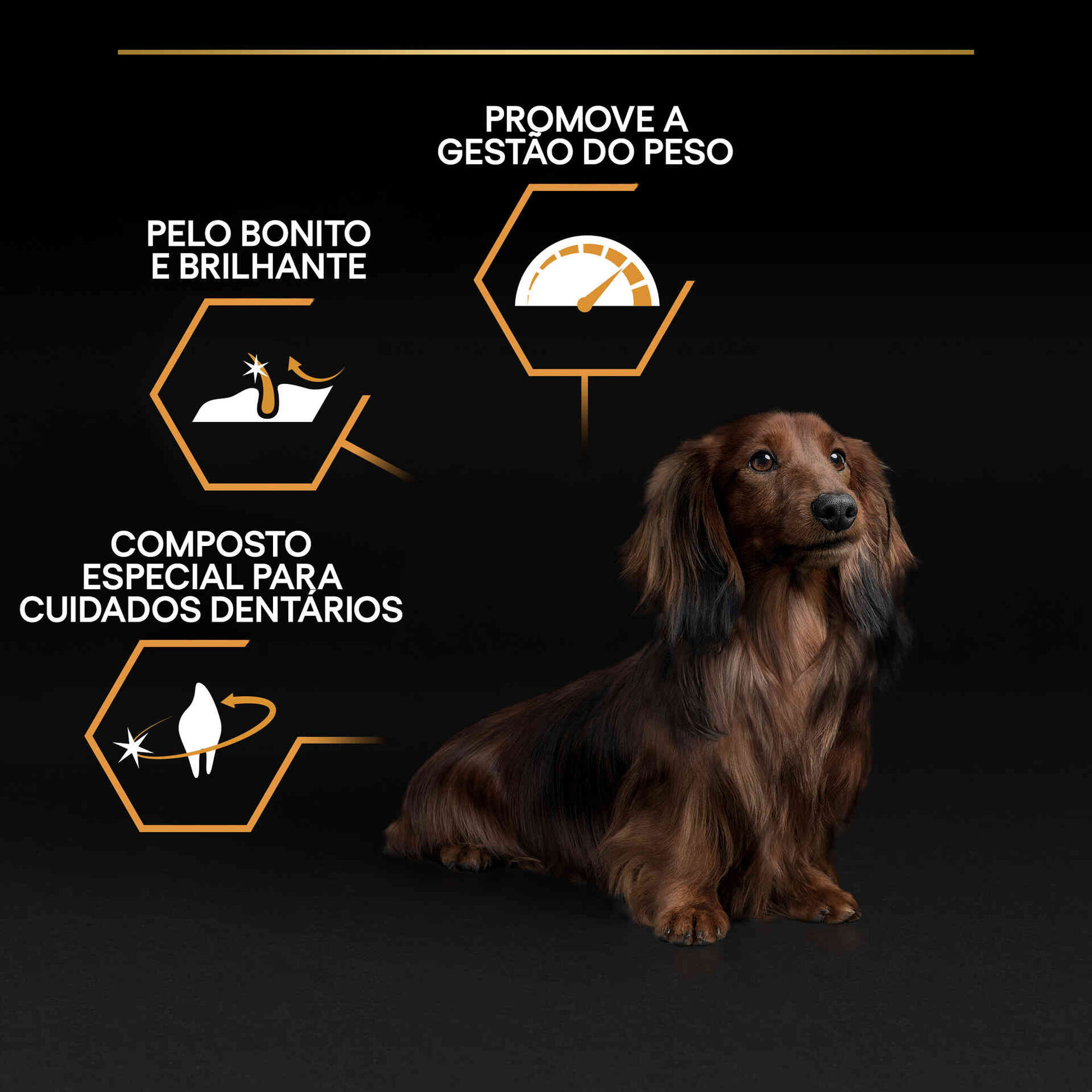 Ração para Cão Adulto Mini Everyday Nutrition Frango