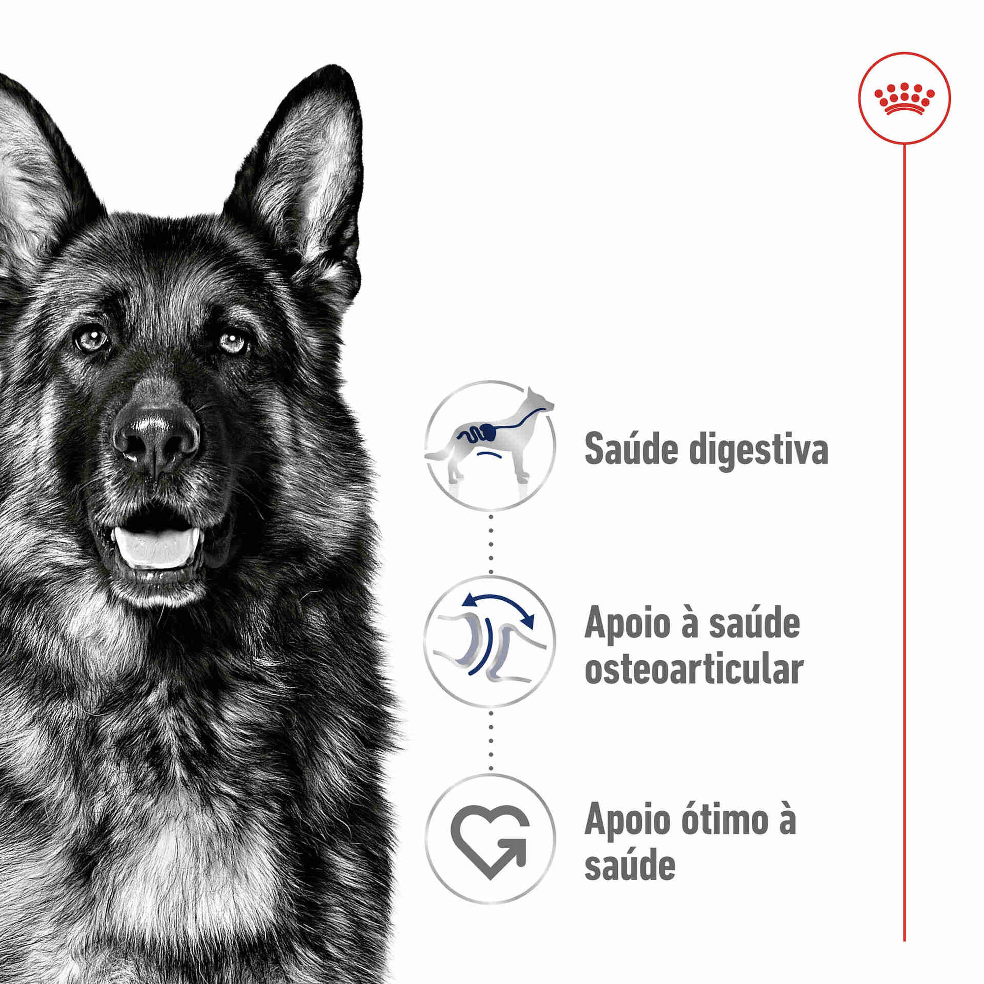 Ração para Cão Adulto Maxi Ração para Cão Adulto Maxi