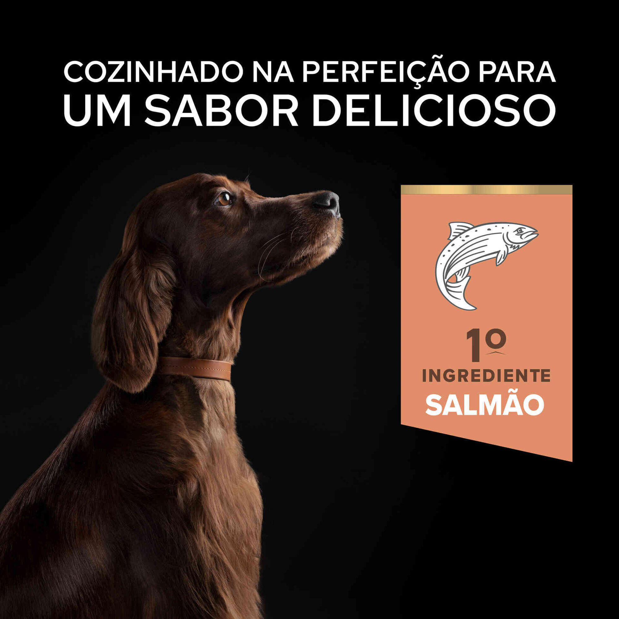 Ração para Cão Adulto Maxi Athletic Sensitive Skin