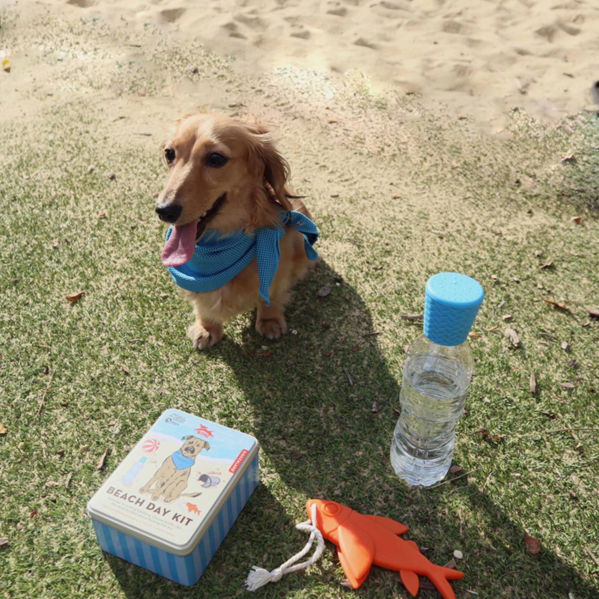 Kit para Cão Praia Kit para Cão Praia