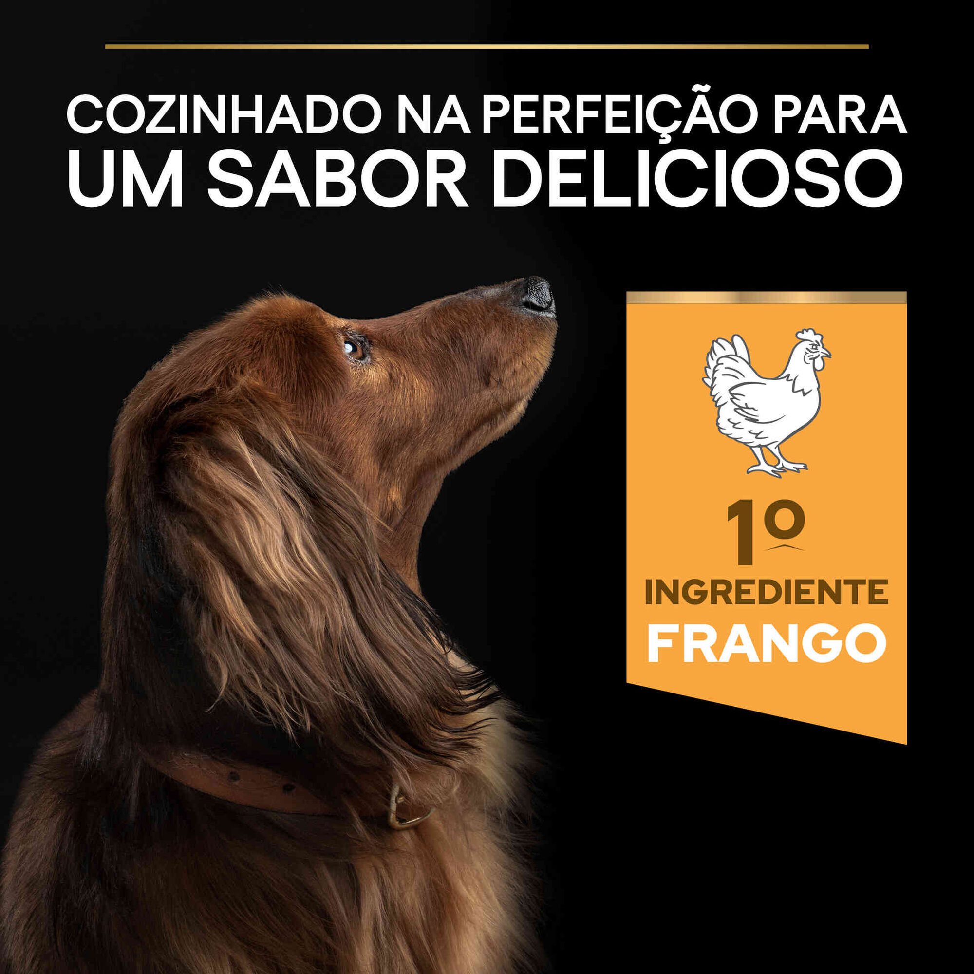 Ração para Cão Adulto Mini Everyday Nutrition Frango