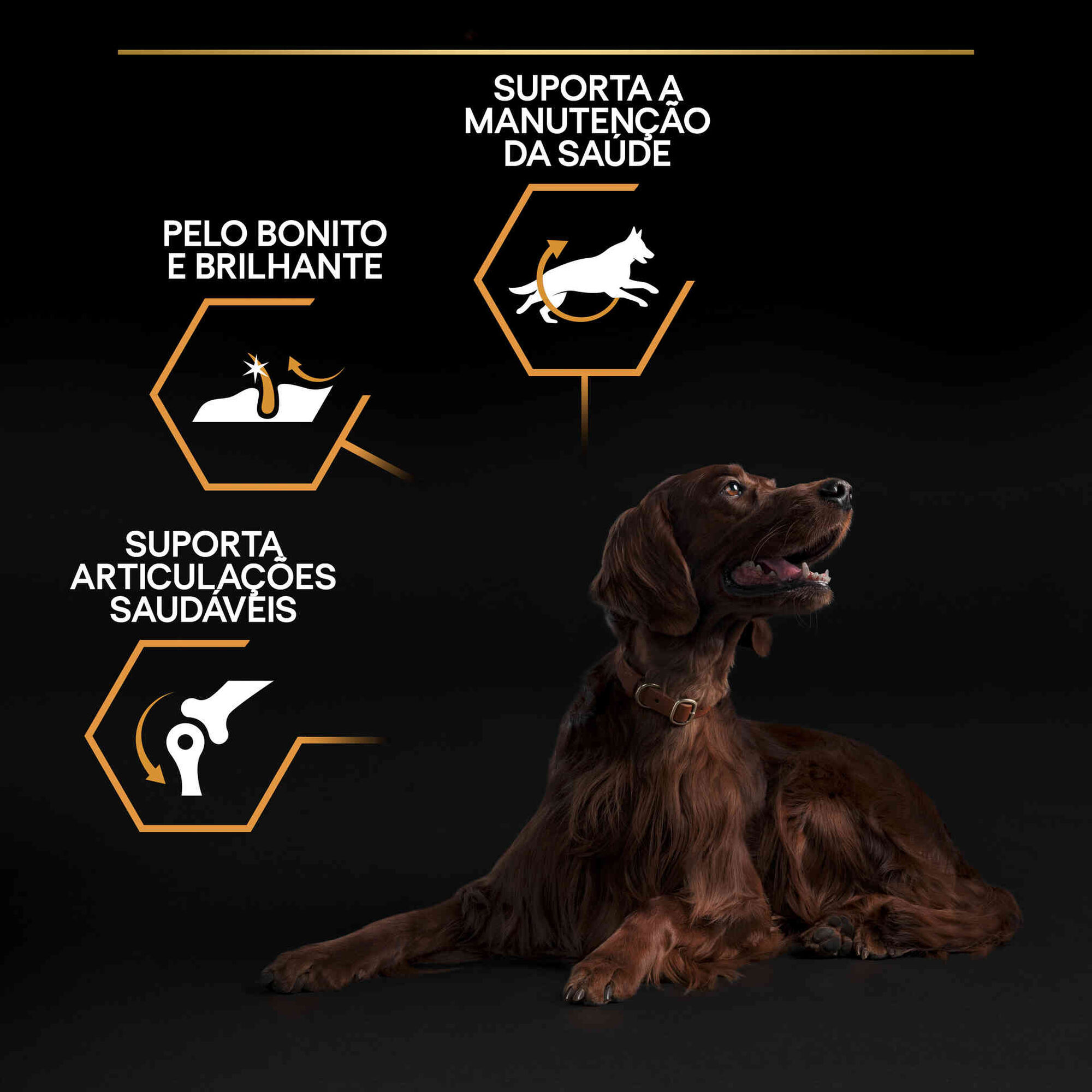 Ração para Cão Adulto Maxi  Athletic Everyday Nutrition Frango