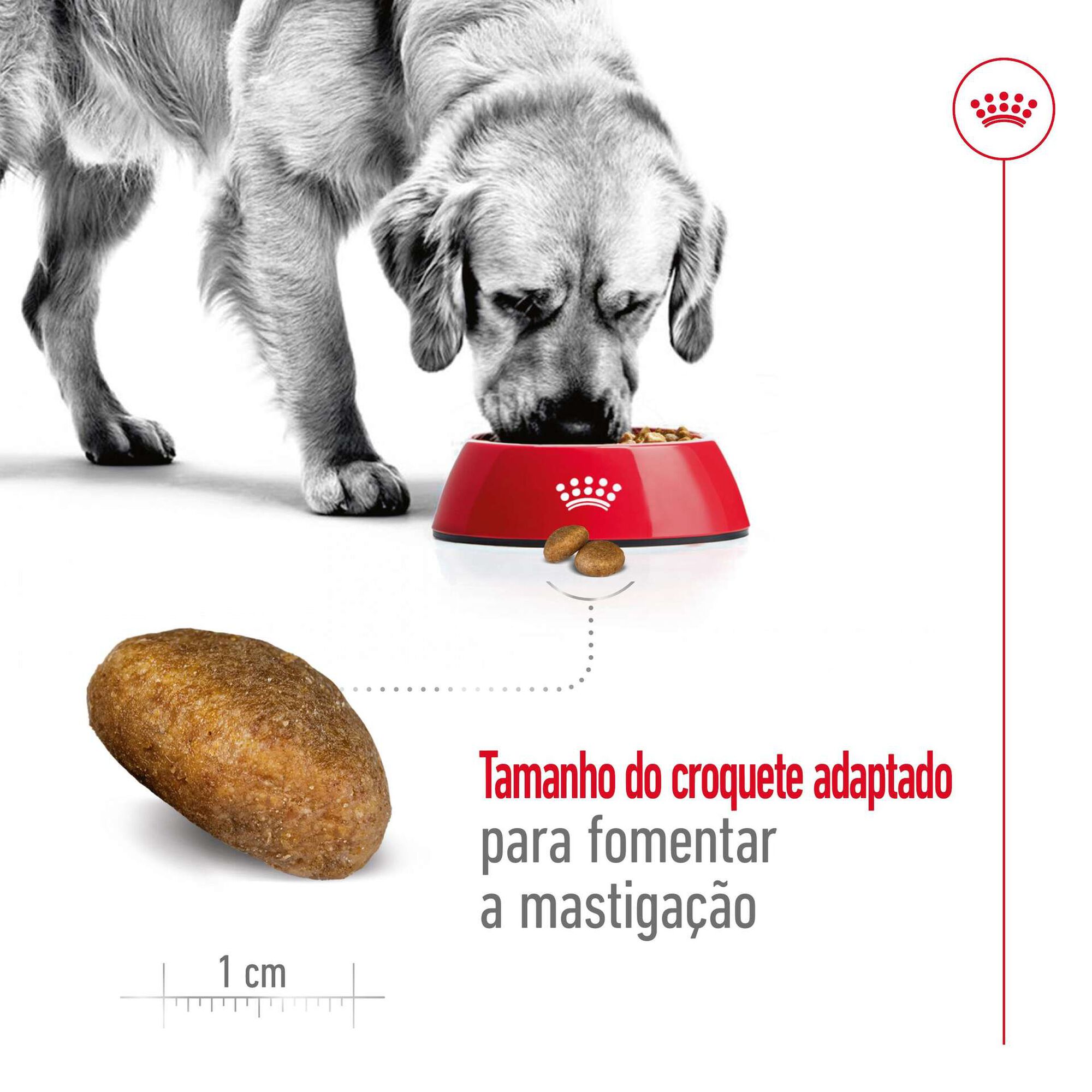 Ração para Cão Adulto Maxi