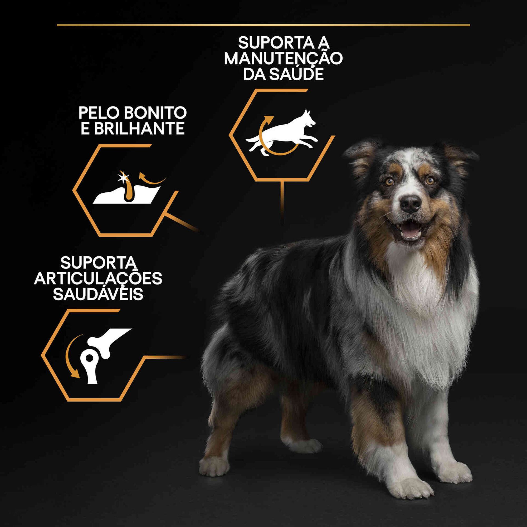 Ração para Cão Adulto Médio Everyday Nutrion Frango