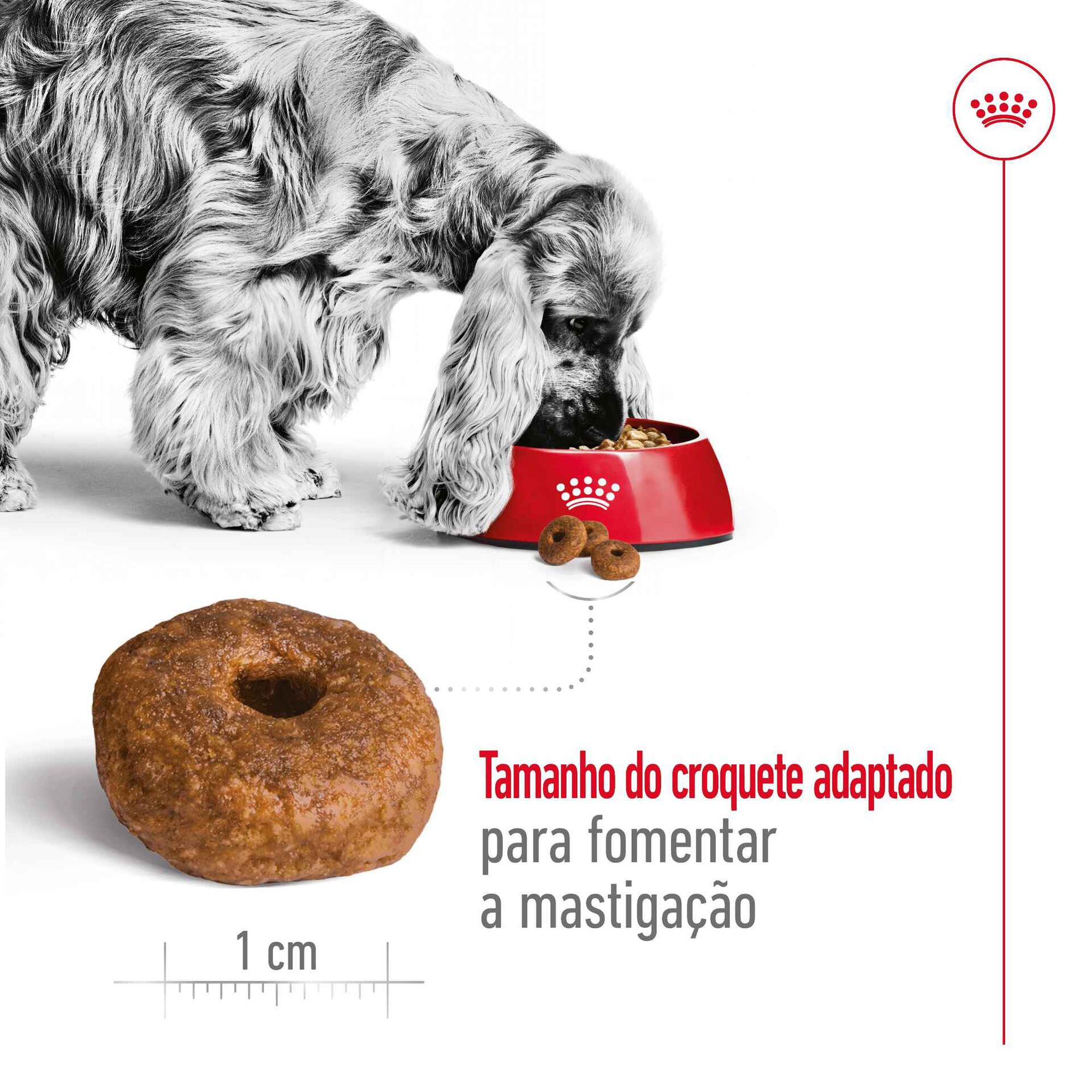 Ração para Cão Sénior Medio Ageing +10