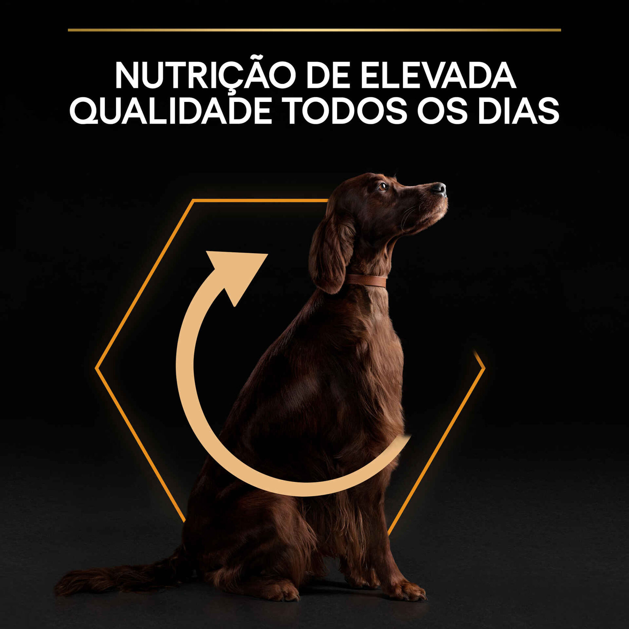 Ração para Cão Adulto Maxi  Athletic Everyday Nutrition Frango