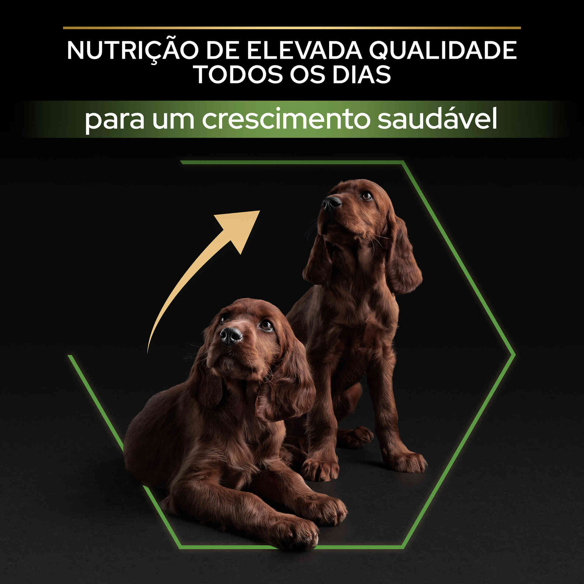 Ração para Cão Júnior Maxi Athletic Healthy Start Frango