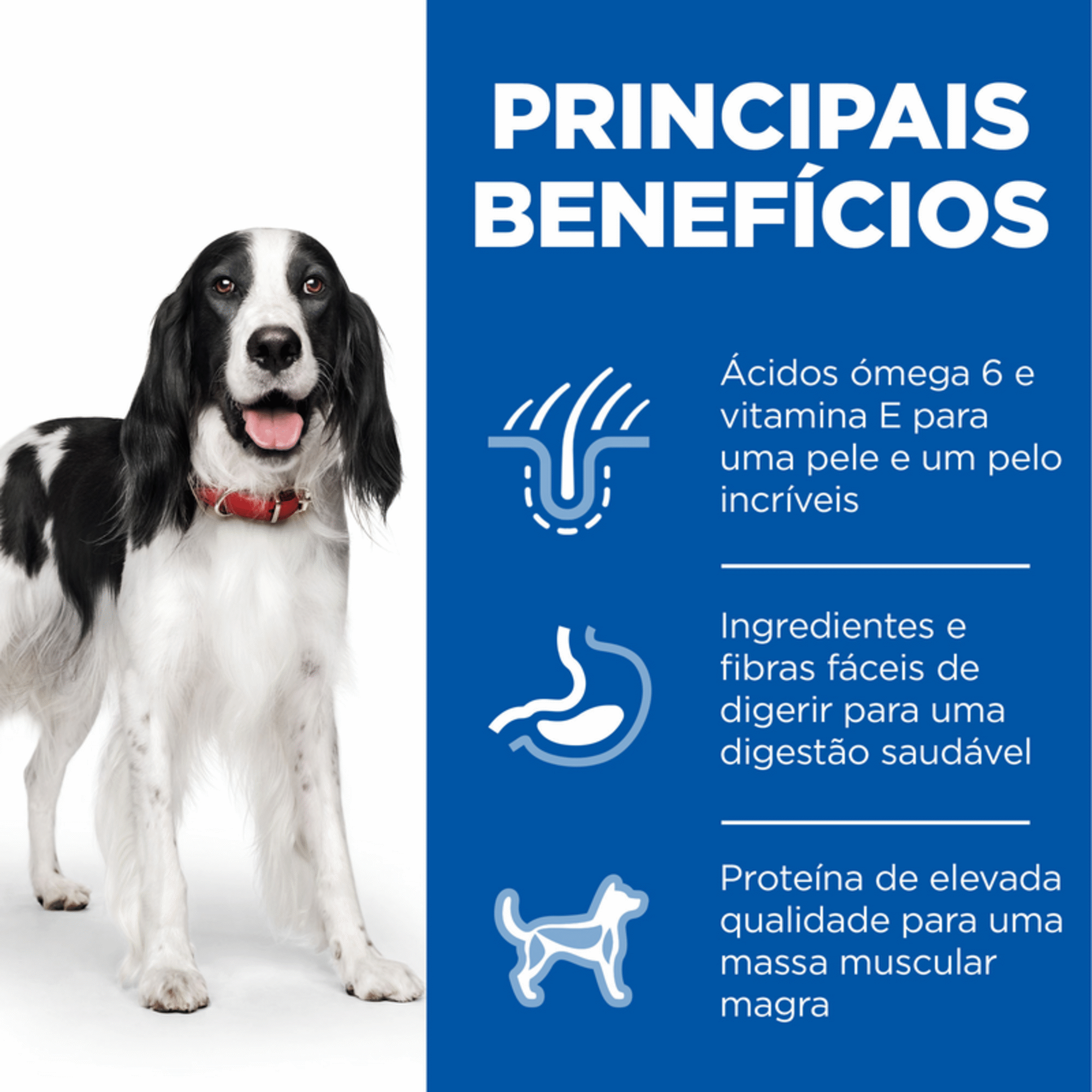 Ração para Cão Adulto Médio Science Plan Frango