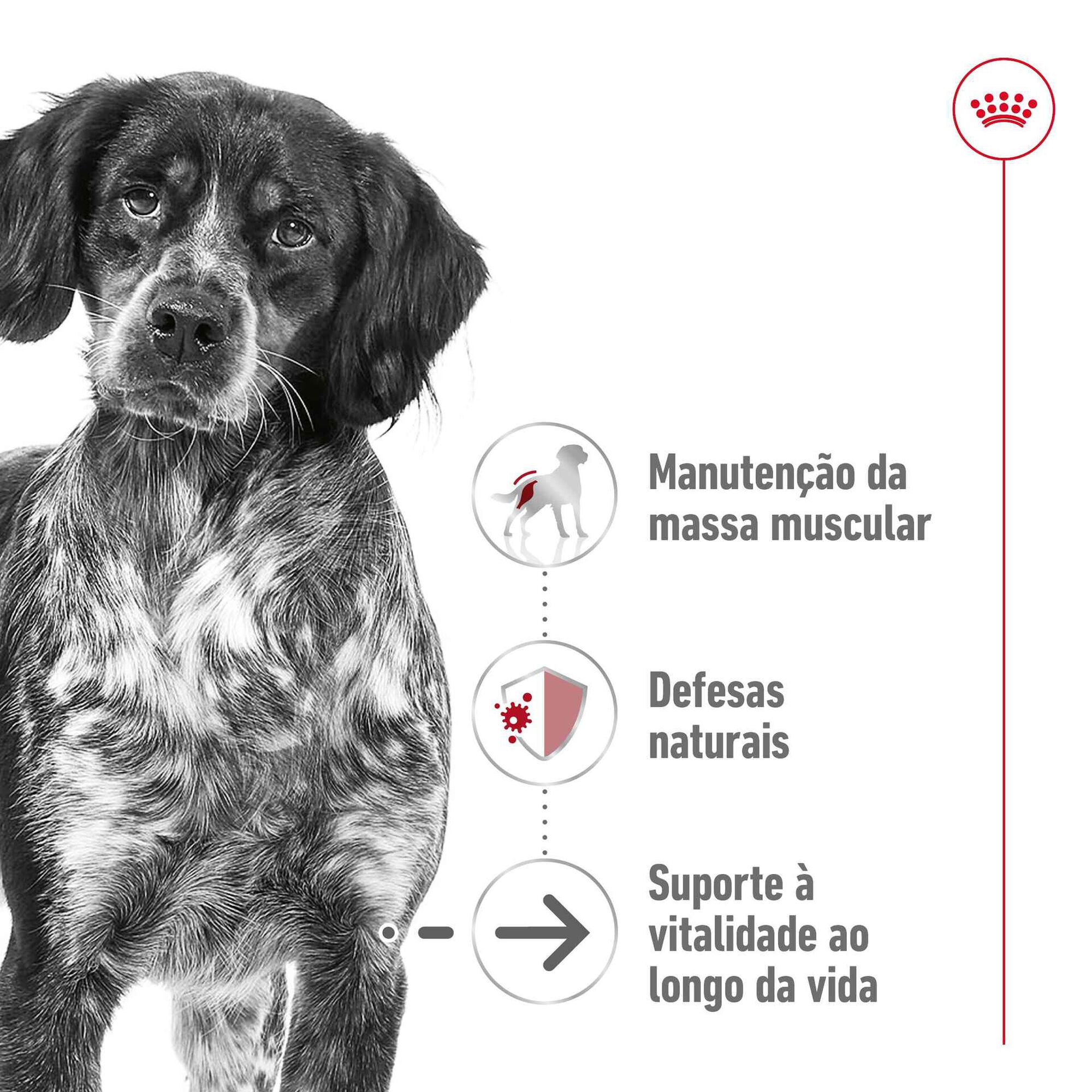 Comida Húmida para Cão Sénior Médio Comida Húmida para Cão Sénior Médio