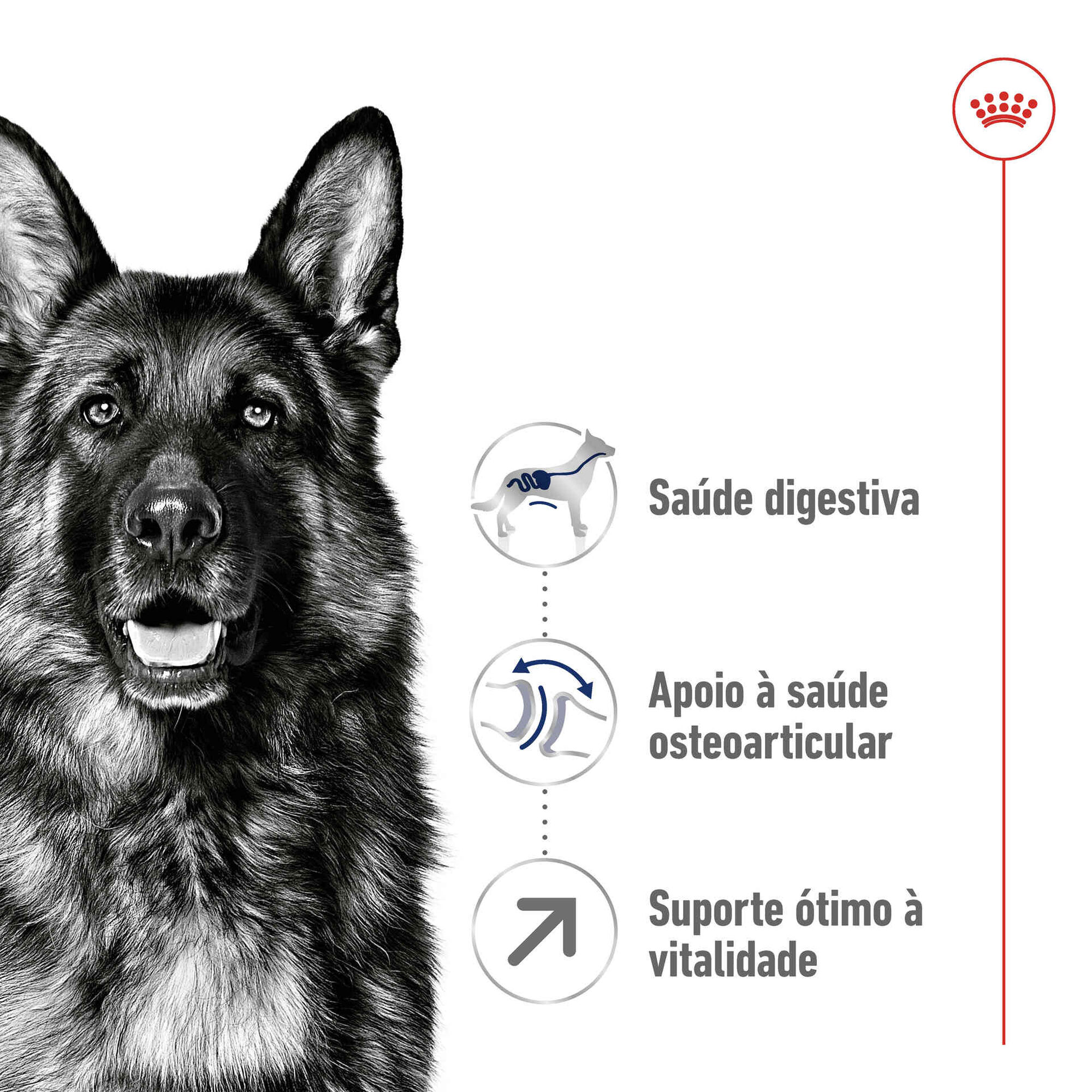 Ração para Cão Adulto Maxi Ageing 5+