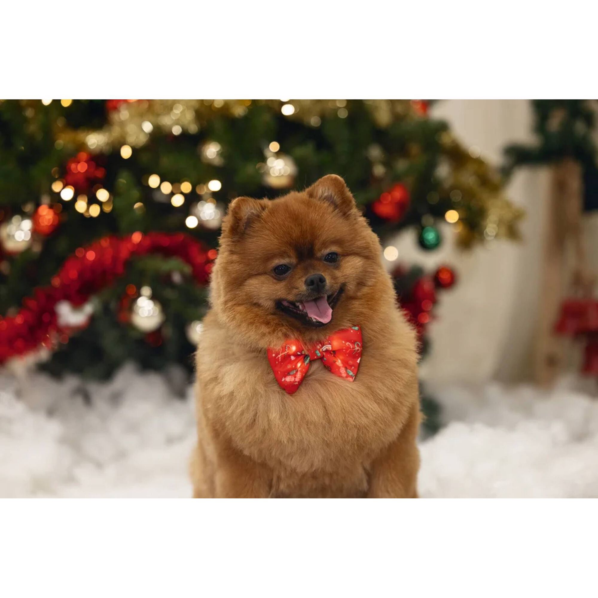 Laço e Luz para Cão de Natal Laço e Luz para Cão de Natal