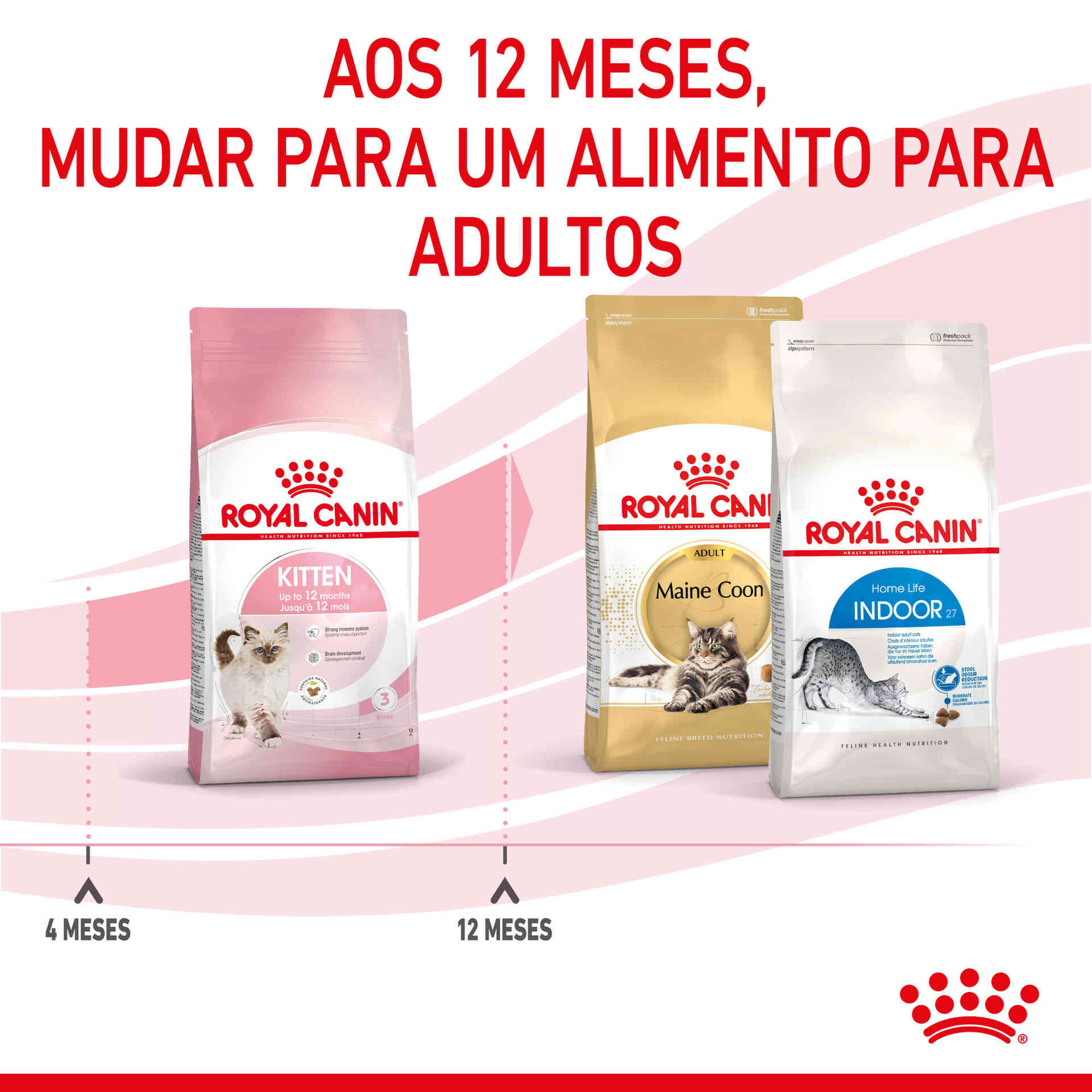 Ração para Gato Júnior Ração para Gato Júnior