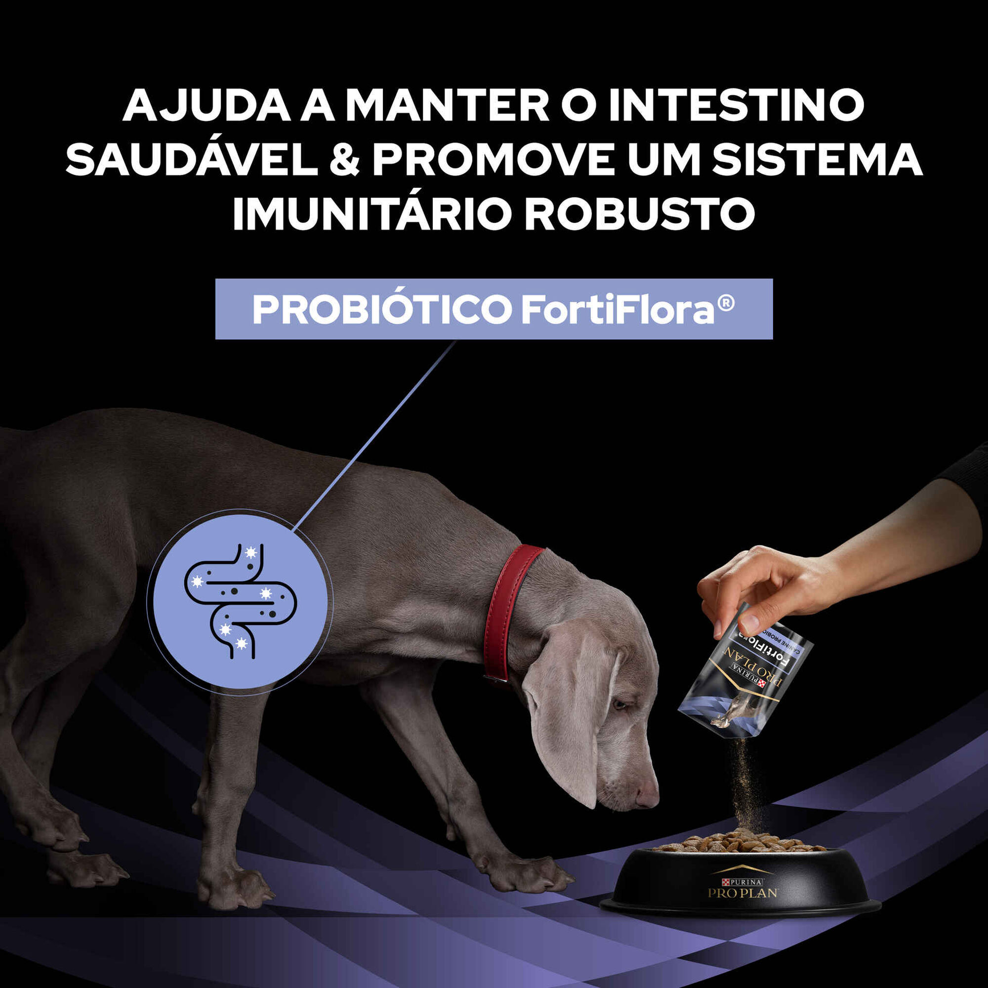 Suplemento Fortiflora para Cão Suplemento Fortiflora para Cão