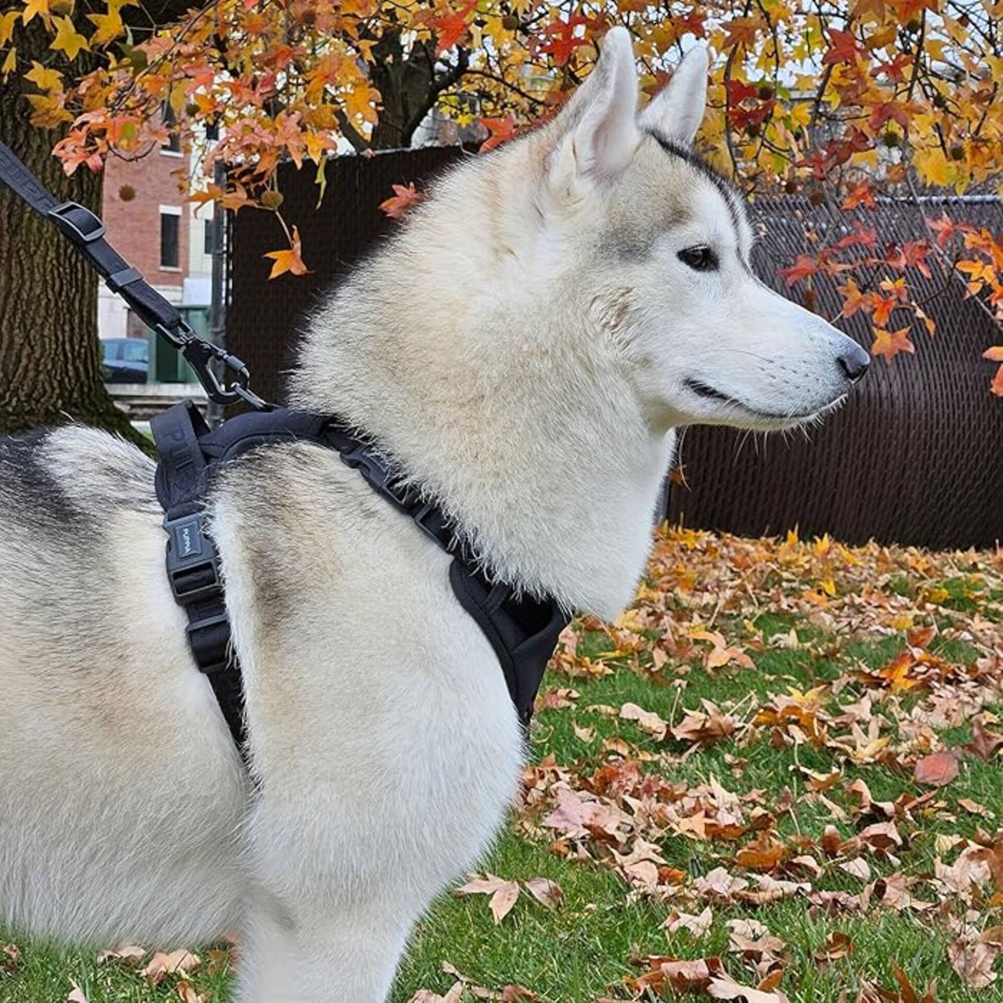 Peitoral para Cão Jarek Preto