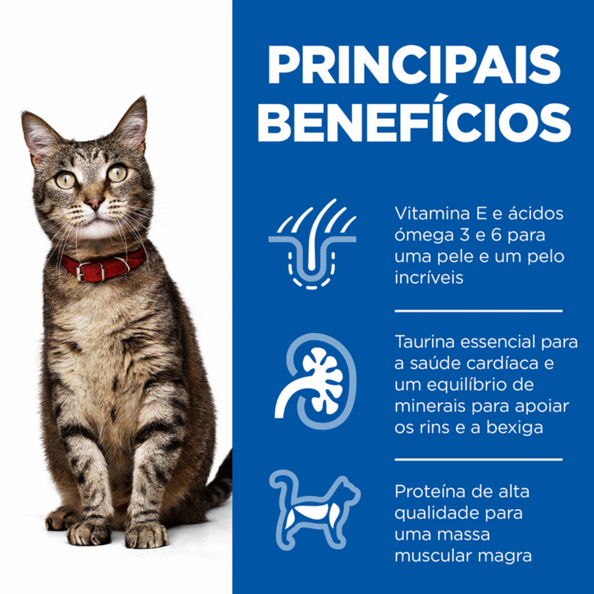Ração para Gato Adulto Science Plan Borrego e Arroz