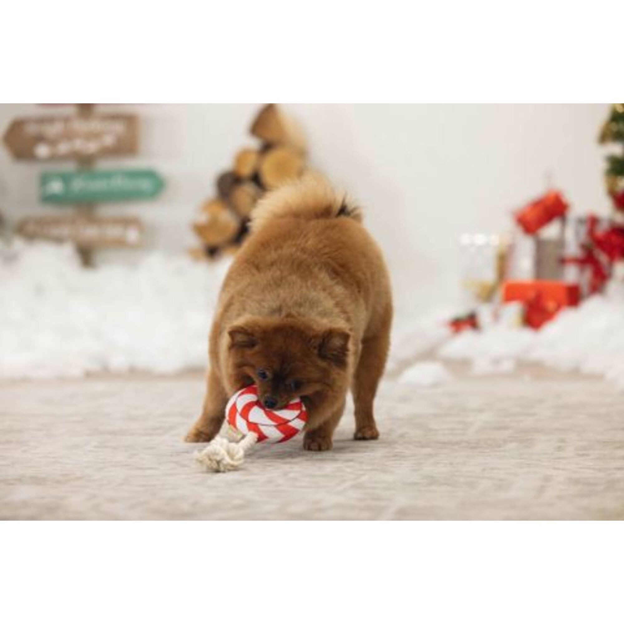 Brinquedo para Cão LollyPop Natal