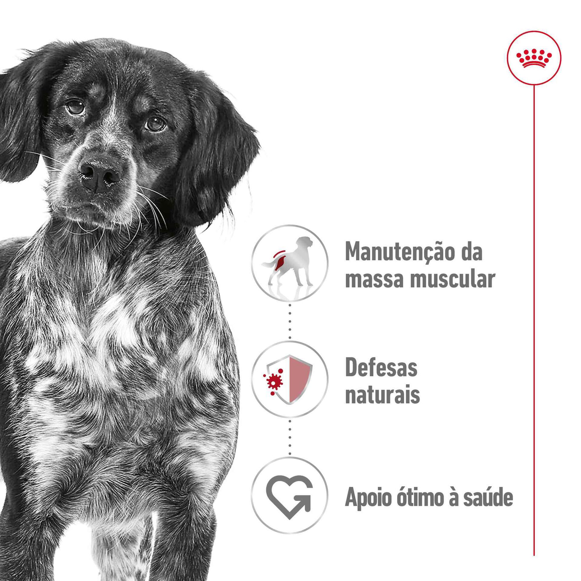 Comida Húmida para Cão Adulto Médio Saquetas