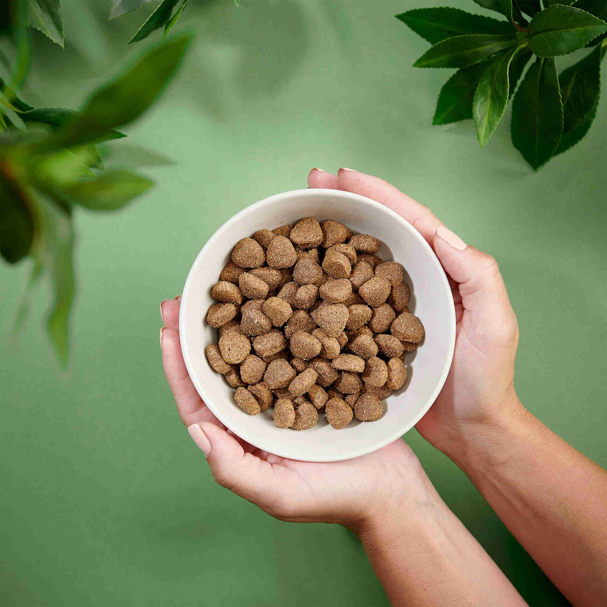 Ra&ccedil;&atilde;o para C&atilde;o S&eacute;nior Cordeiro, Salm&atilde;o e Pato Purenatural