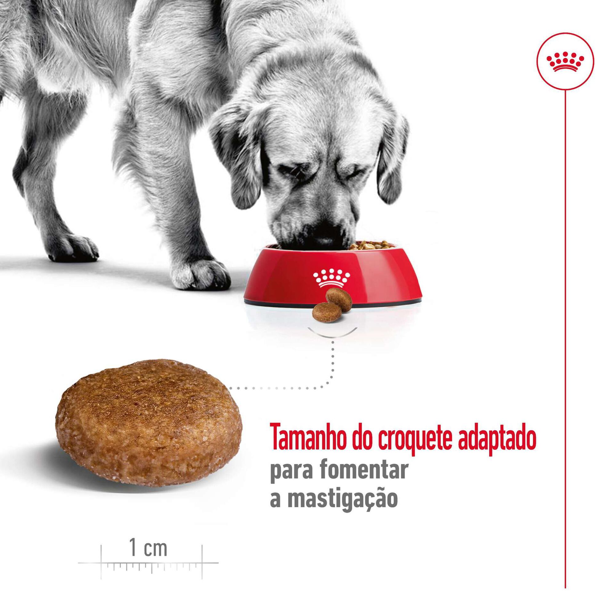 Ração para Cão Adulto Maxi Ageing 5+