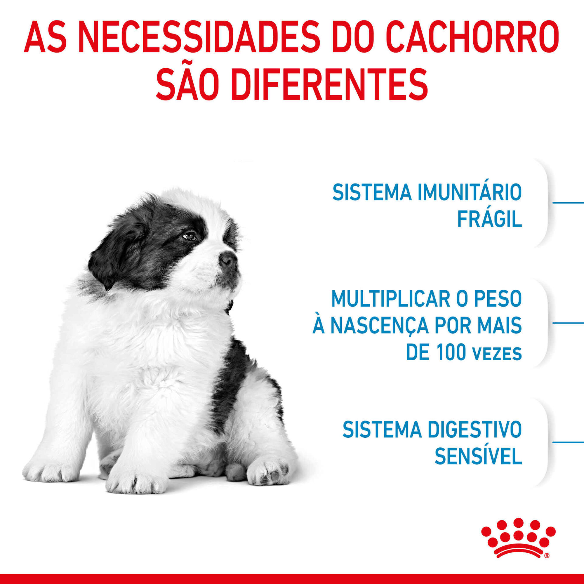 Ração para Cão Júnior Giant Ração para Cão Júnior Giant